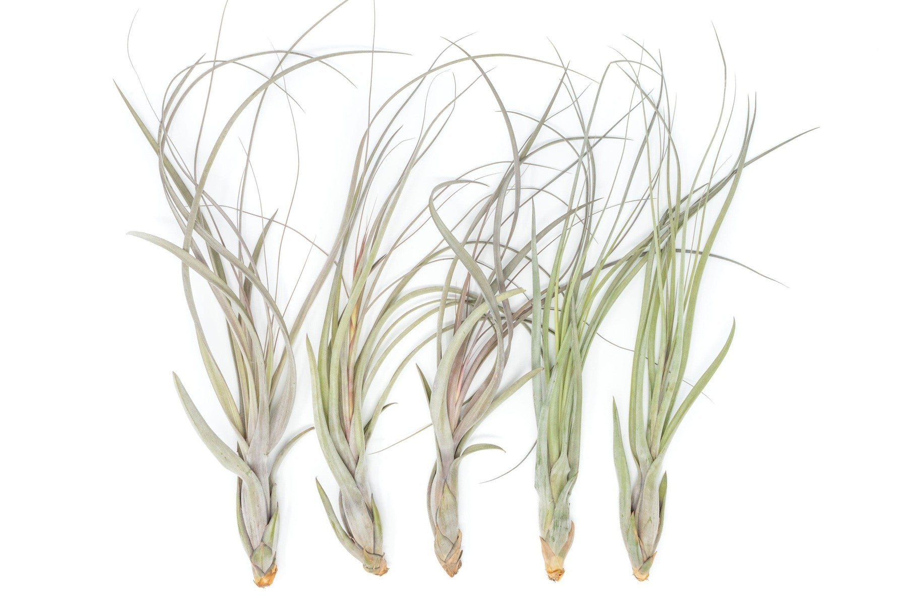 SALE - Large Tillandsia Balbisiana Air Plants - Set of 5 or 10 - 40% Off-airplant-The Succulent Source