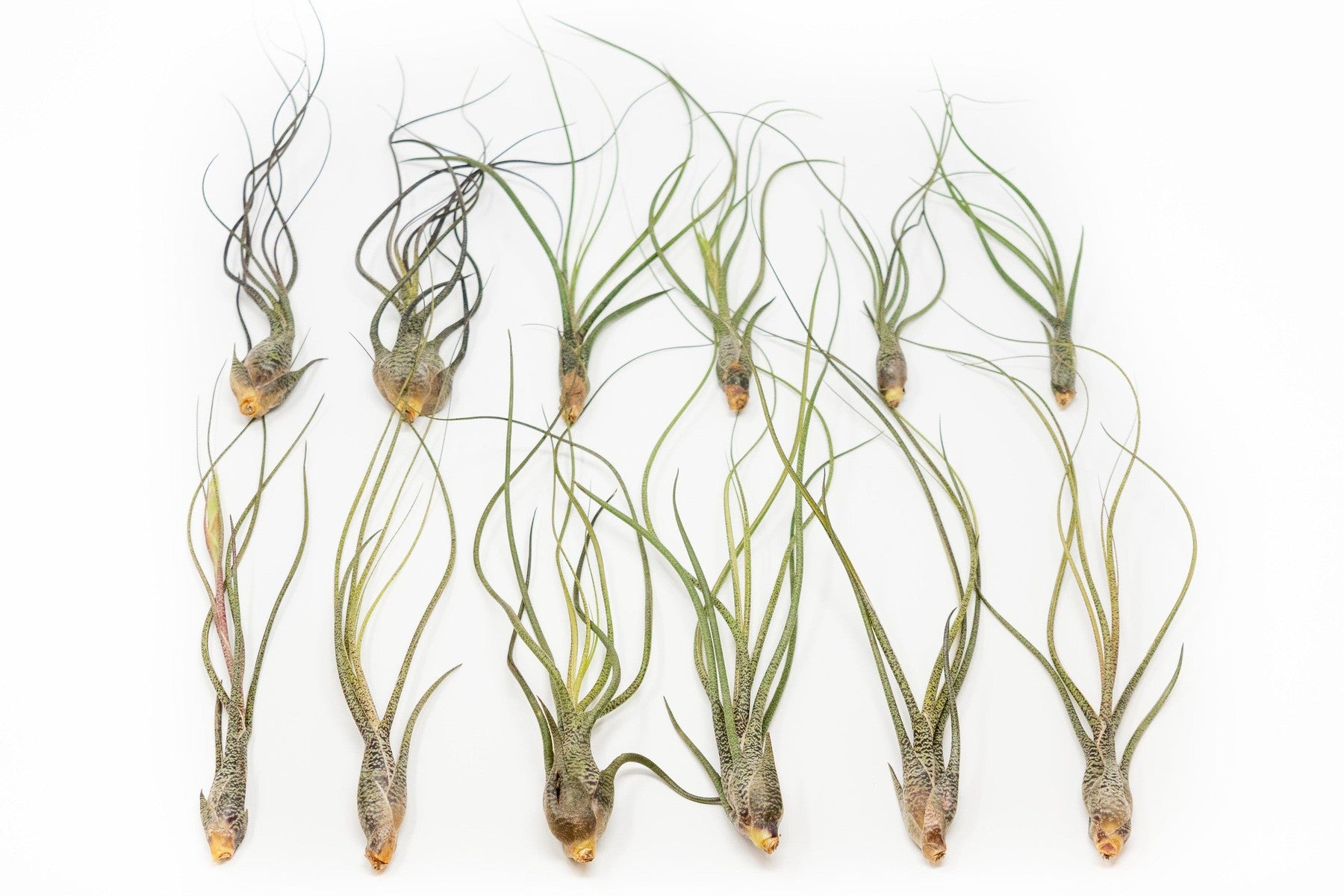 SALE - Large Tillandsia Butzii Air Plants - Set of 10 or 20 Air Plants - 40% Off-airplant-The Succulent Source