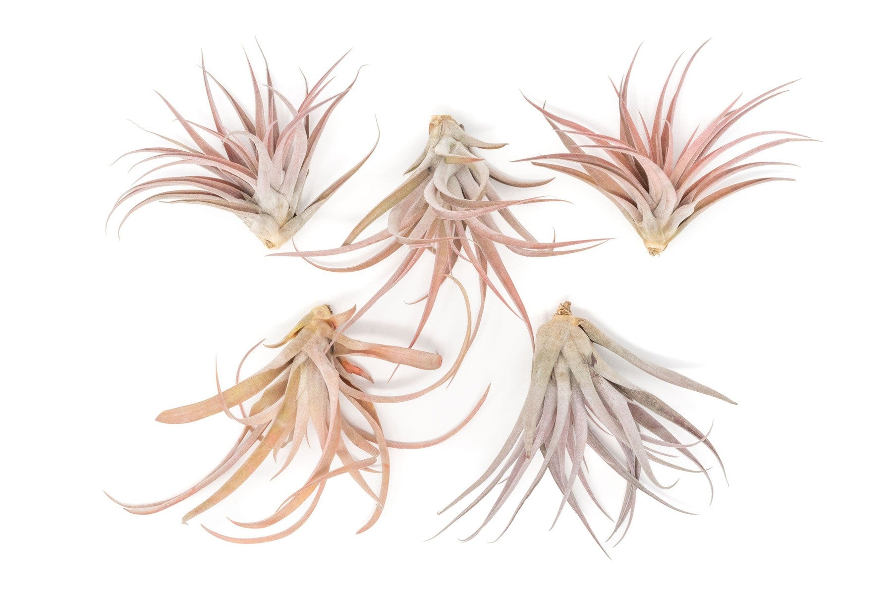 SALE - Large Tillandsia Capitata Peach - Set of 5, 10, or 20 Air Plants - 50% Off-airplant-The Succulent Source