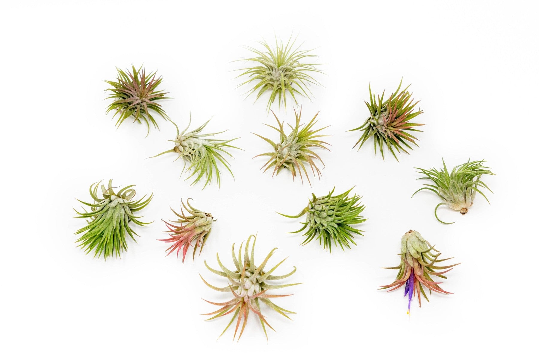SALE - Large Tillandsia Ionantha Rubra Air Plants - Set of 10 or 20 - 40% Off-airplant-The Succulent Source