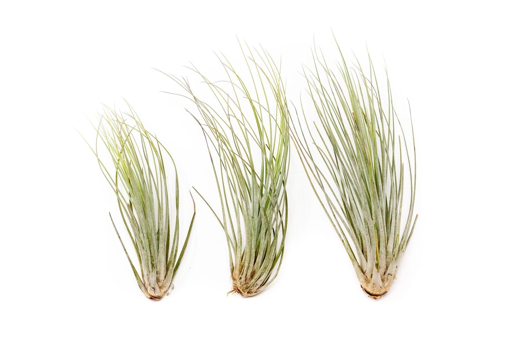 Large Tillandsia Juncea - Set of 10, 15 or 20 Air Plants - 50% Off-airplant-The Succulent Source