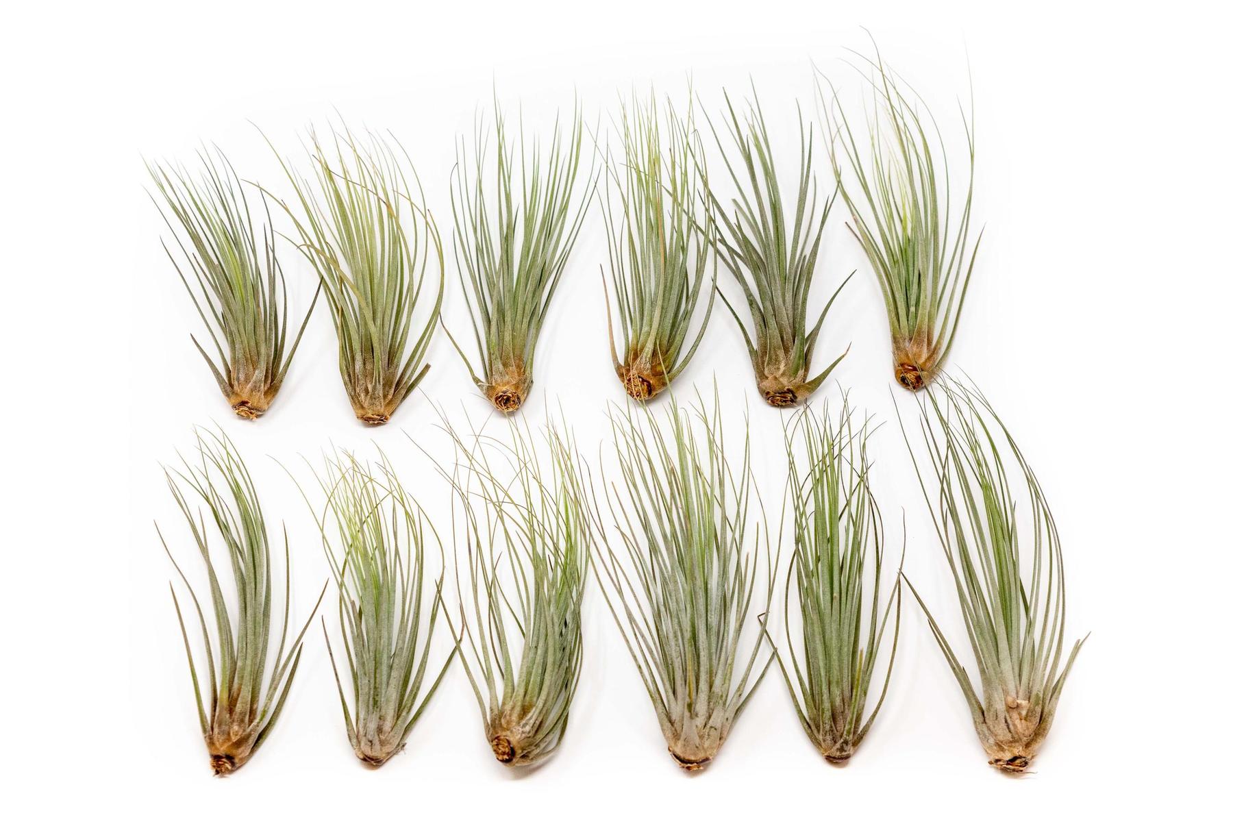 Large Tillandsia Juncea - Set of 10, 15 or 20 Air Plants - 50% Off-airplant-The Succulent Source