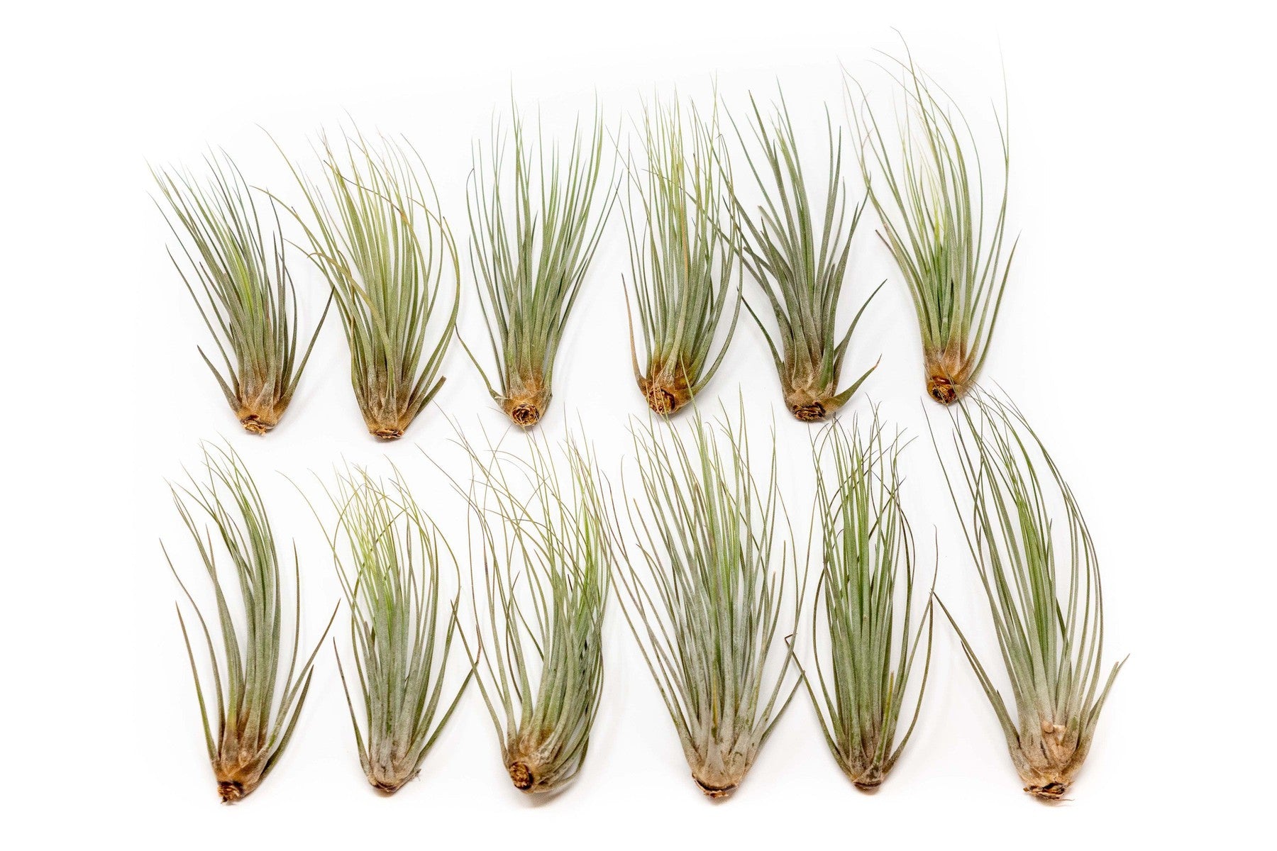 SALE - Large Tillandsia Juncea - Set of 10, 15 or 20 Air Plants - 50% Off-airplant-The Succulent Source