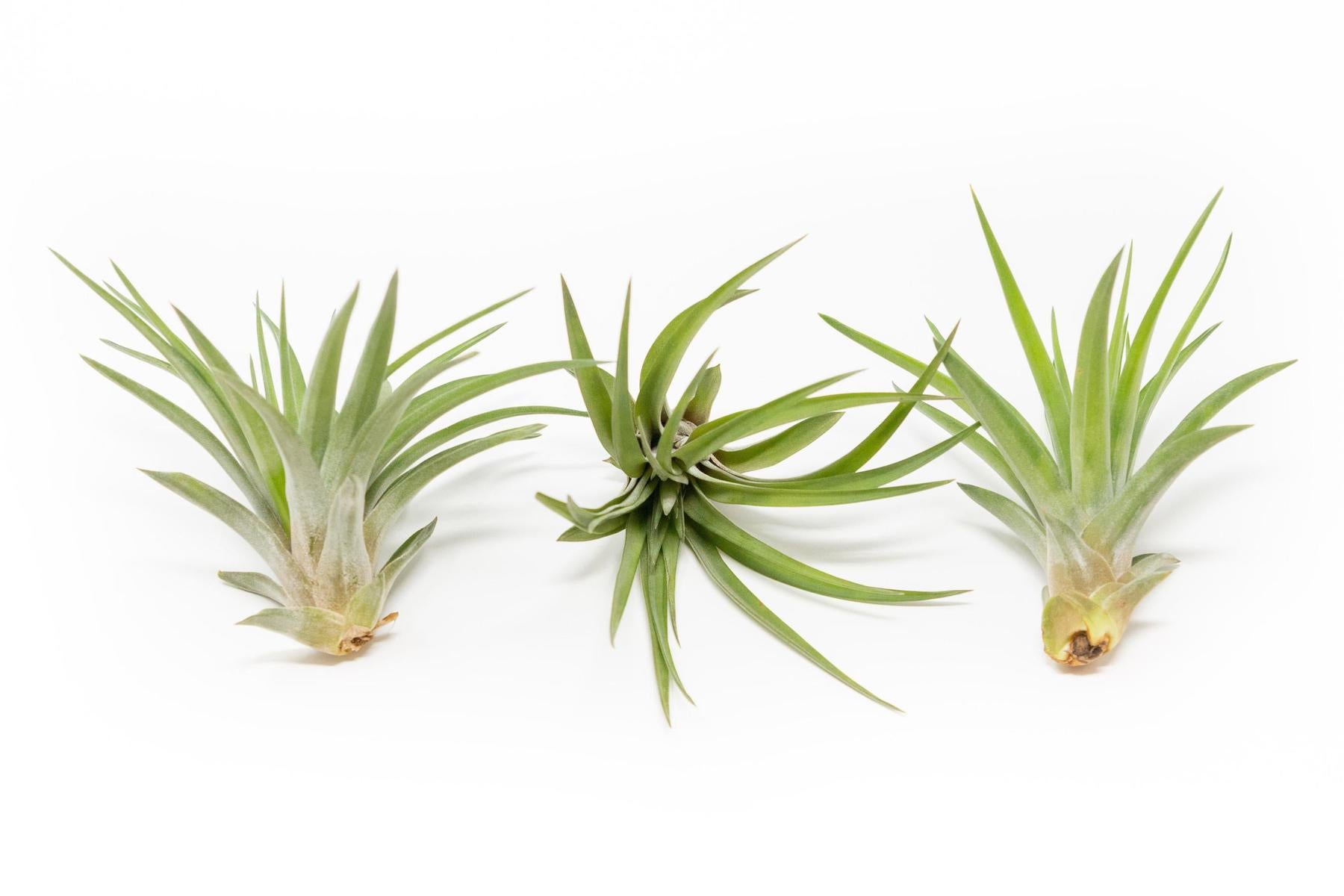 SALE - Large Tillandsia Velutina Air Plants - Set of 5 or 10 - 50% Off-airplant-The Succulent Source