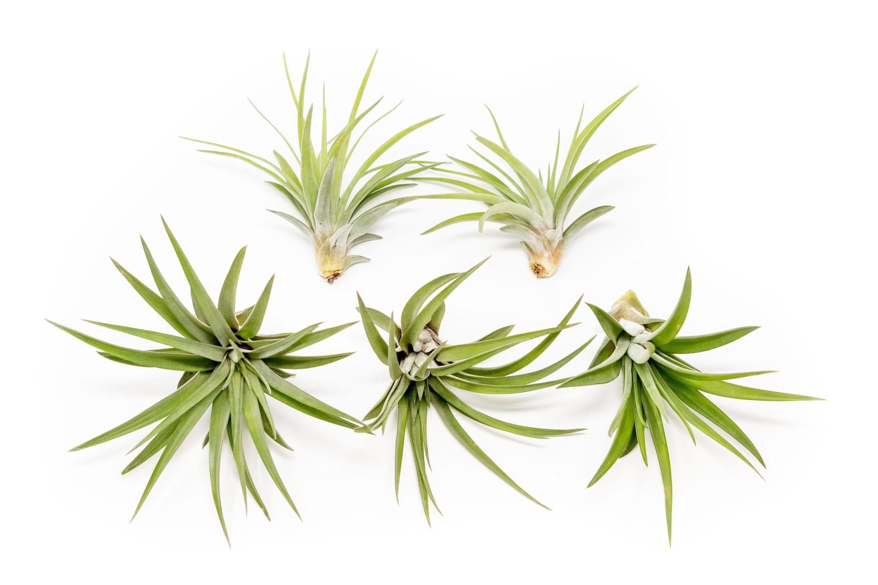 SALE - Large Tillandsia Velutina Air Plants - Set of 5 or 10