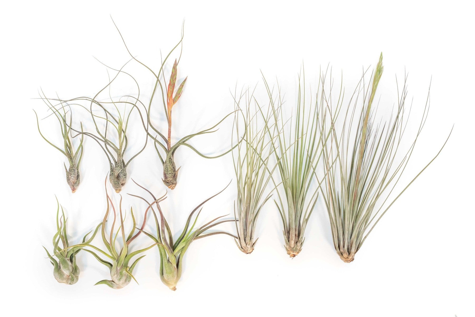 SALE - Long & Lovely Collection of Tillandsia Air Plants - Set of 9 or 18 - 50% Off-airplant-The Succulent Source