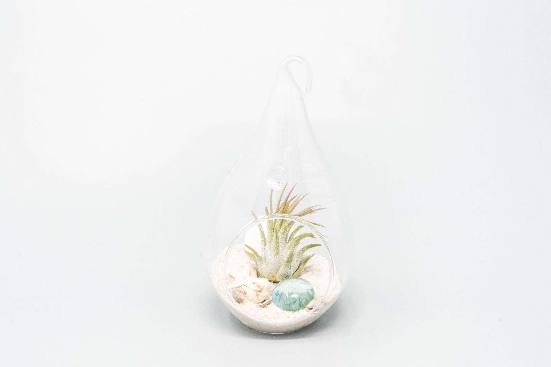SALE - Set of 3 Teardrop Beach Terrariums with White Sand-terrarium-The Succulent Source