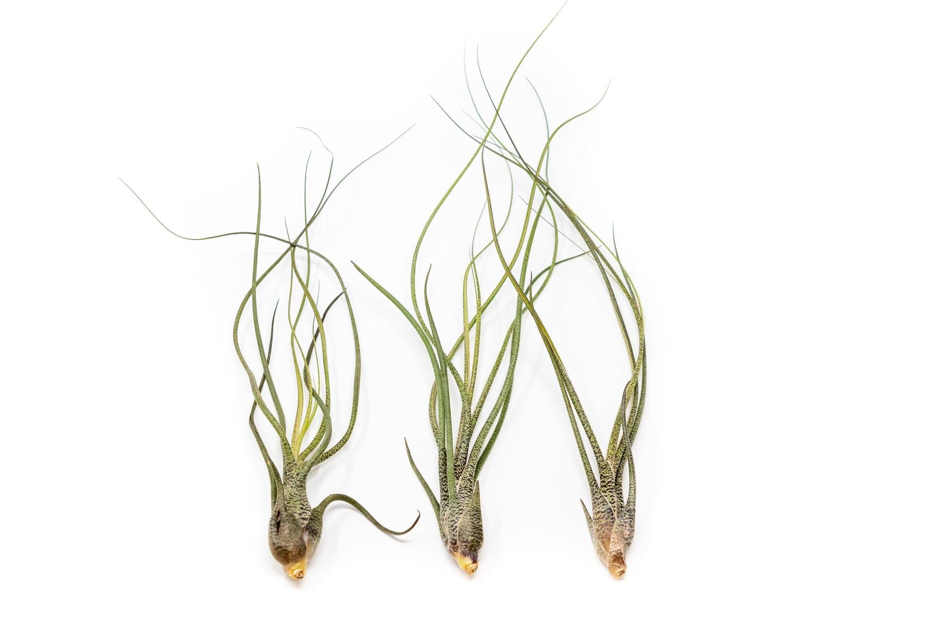 SALE - The Wild Things Collection of Tillandsia Air Plants - Set of 9 or 18 Air - 70% Off-airplant-The Succulent Source