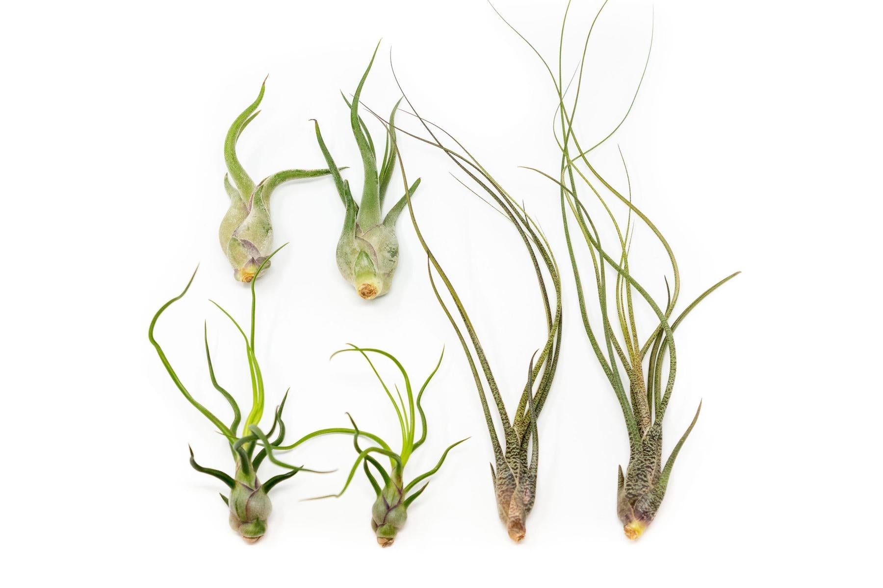 air plants in wild SALE - The Wild Things Collection of Tillandsia Air Plants