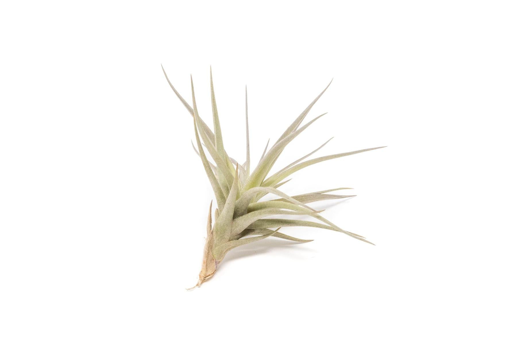 SALE - The Yucatan Collection of Tillandsia Air Plants - Set of 10 or 20 - 50% Off-airplant-The Succulent Source