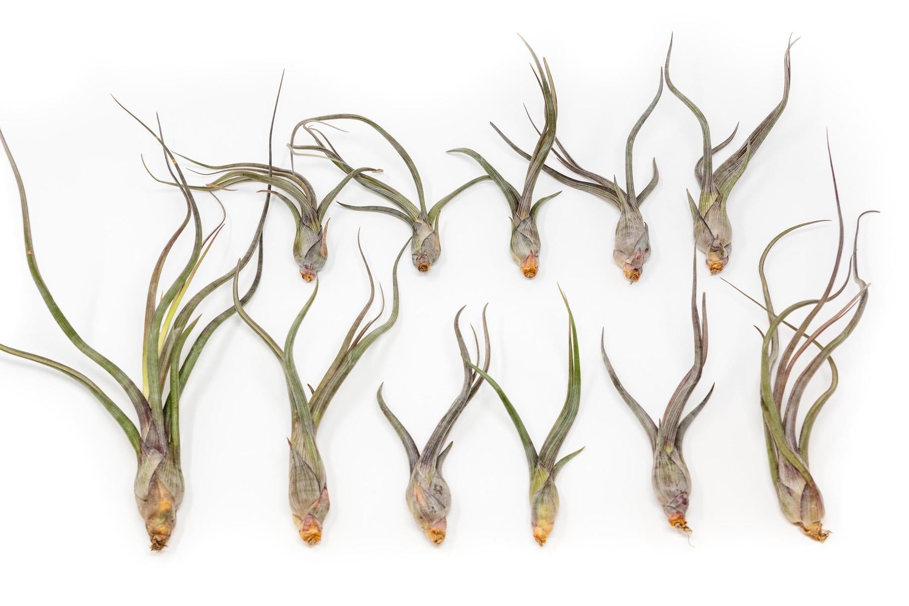 baileyi air plant SALE - Tillandsia Baileyi Air Plants - Set of 5 or 10