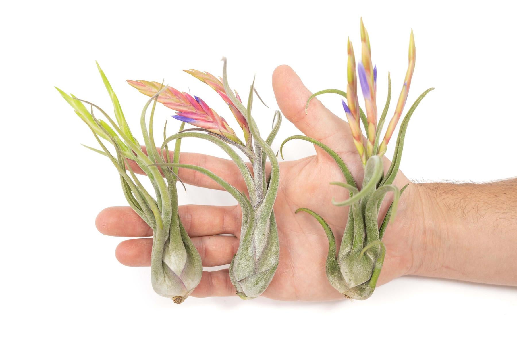 SALE - Tillandsia Caput Medusae Air Plants - Set of 10 or 20 - 70% Off-airplant-The Succulent Source