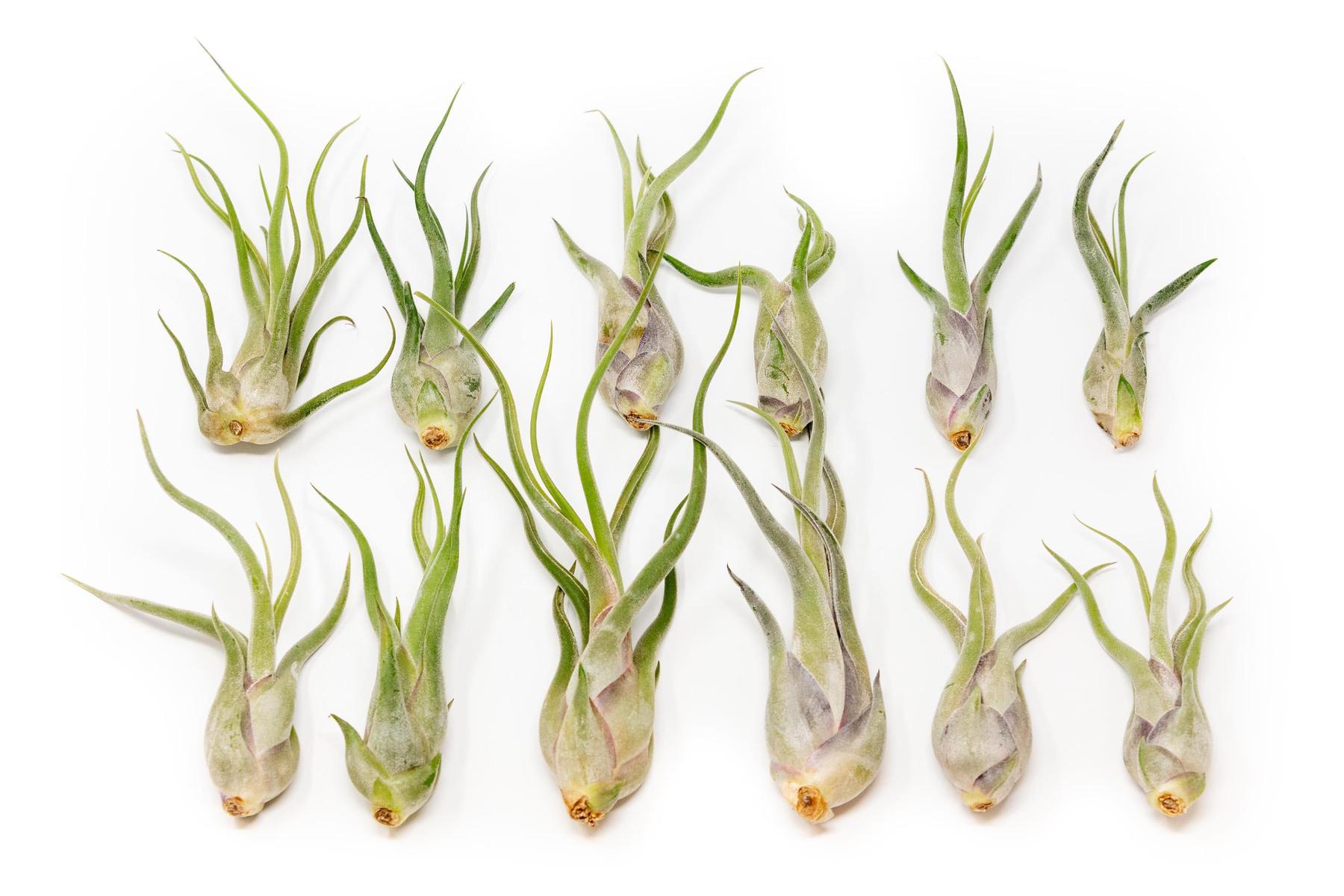 SALE - Tillandsia Caput Medusae Air Plants - Set of 10 or 20 - 70% Off-airplant-The Succulent Source