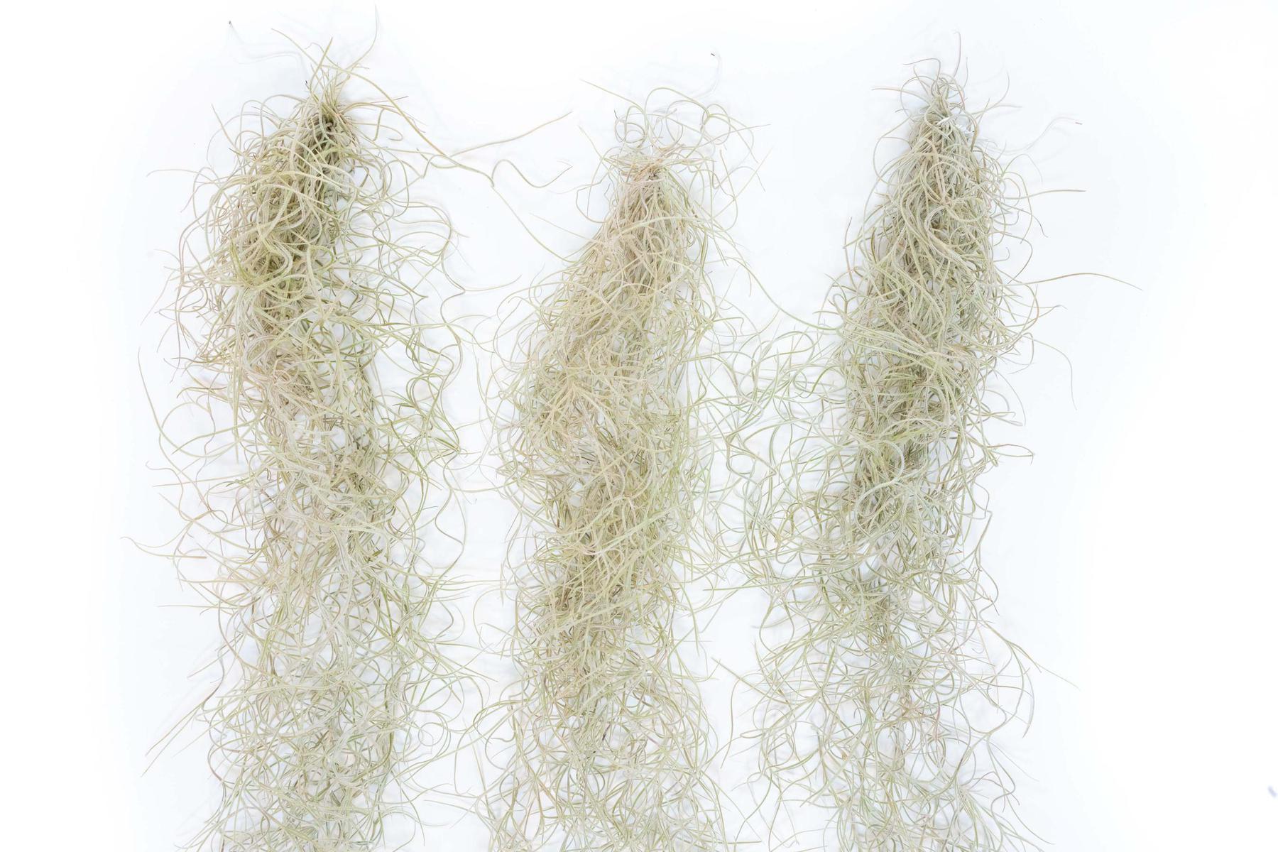 SALE - Tillandsia Guatemala Gray Spanish Moss - 1 Foot Clumps - Set of 3 or 6 Strands - 40% Off-airplant-The Succulent Source
