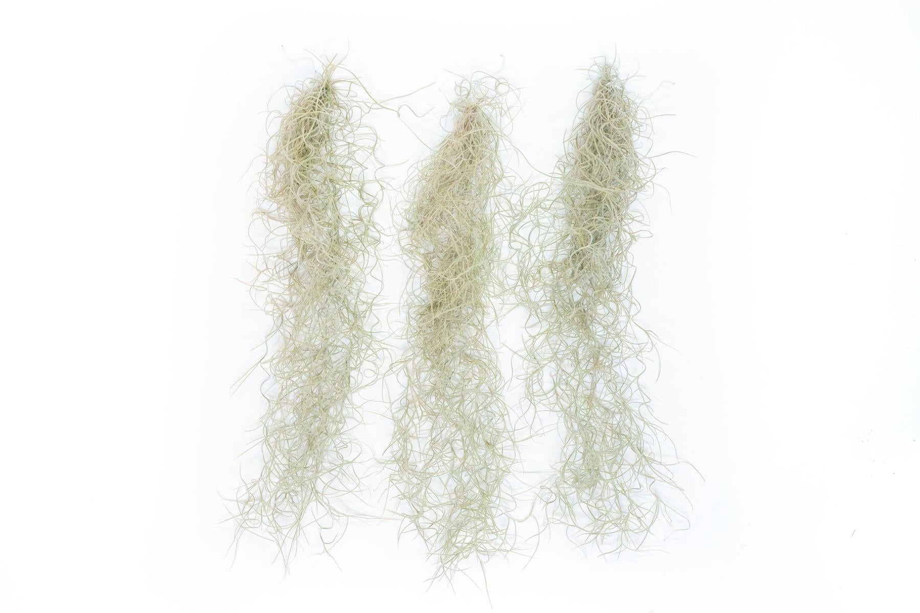 spanish moss for succulents SALE - Tillandsia Guatemala Gray Spanish Moss - 1 Foot Clumps