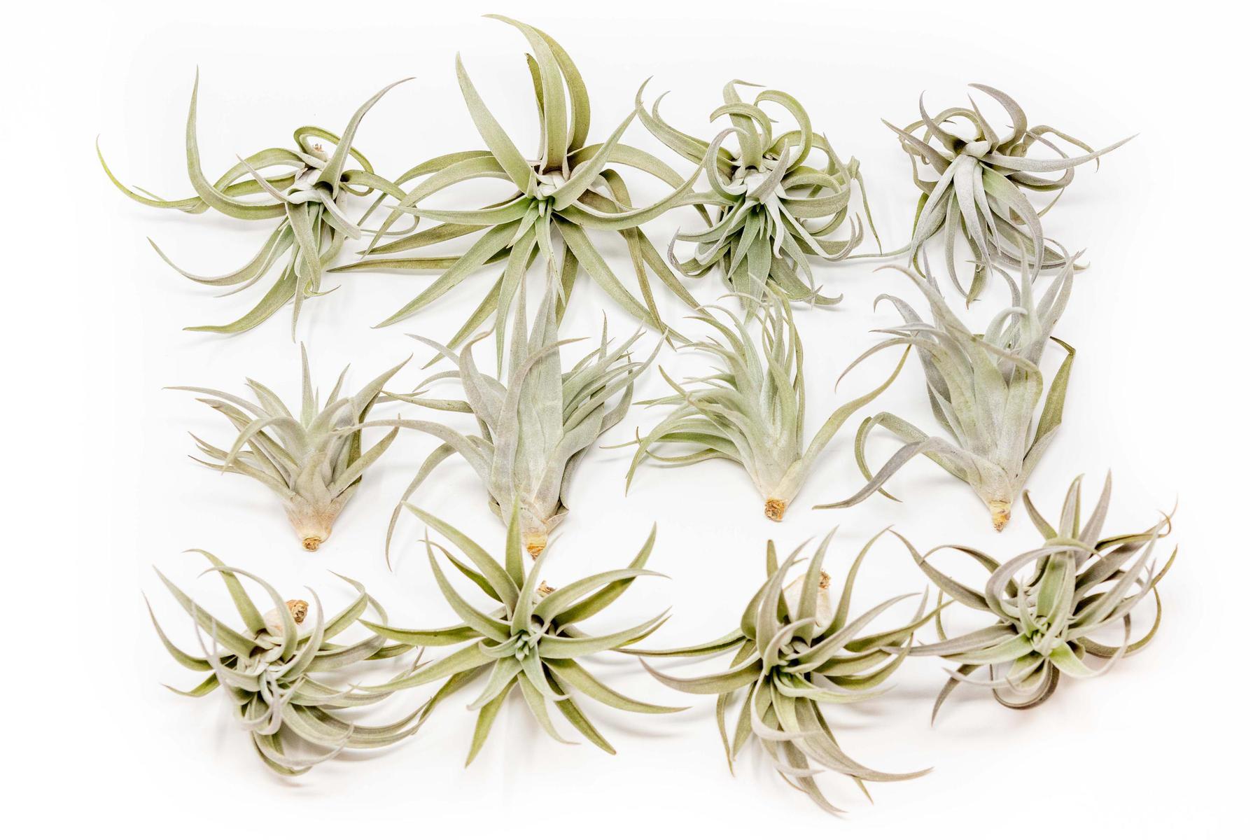 SALE - Tillandsia Harrisii Air Plants - Set of 10, 15, or 20 - 60% Off-airplant-The Succulent Source