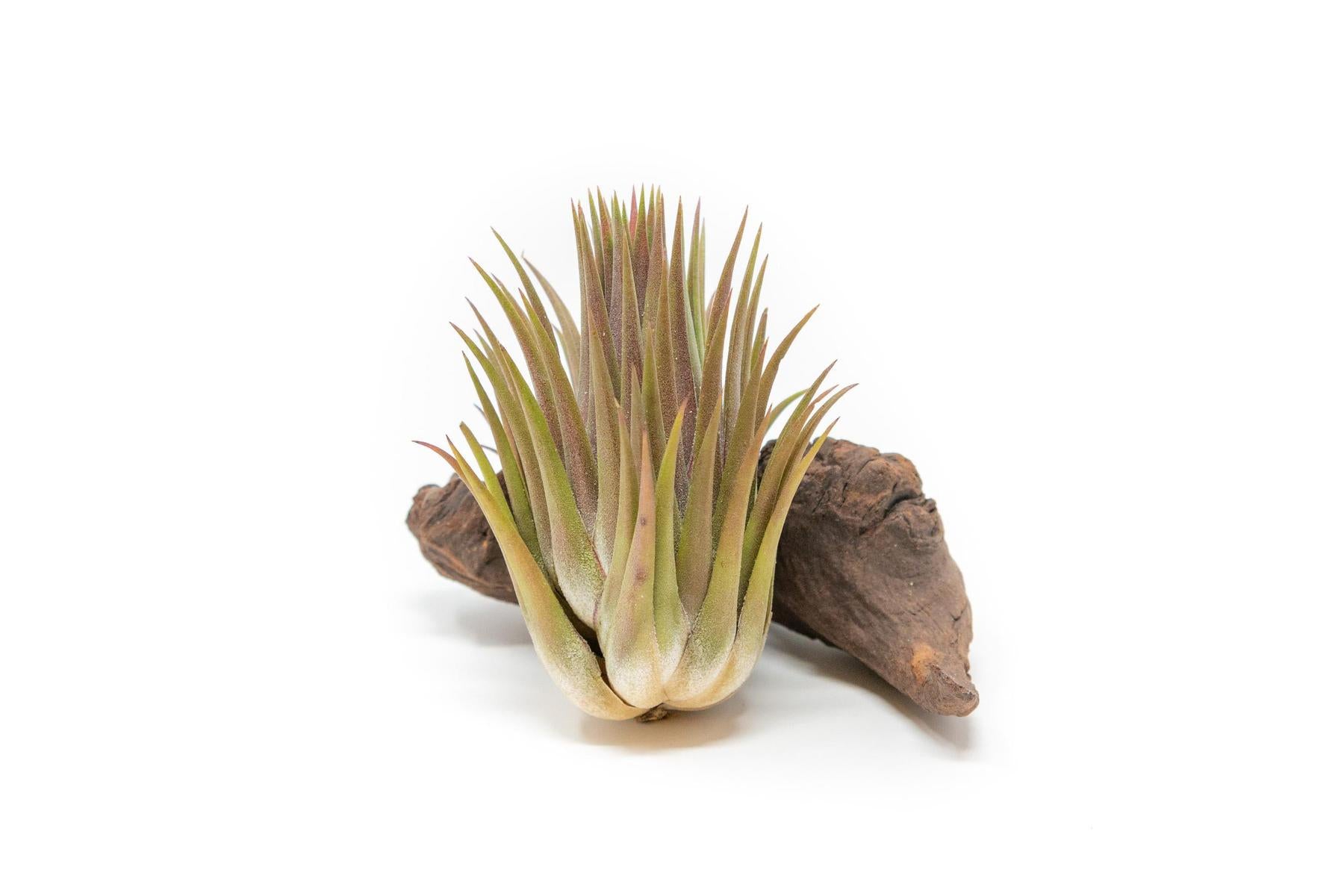 SALE - Tillandsia Ionantha Guatemala "Macho" Air Plants - Set of 5 or 10 - 30% Off-airplant-The Succulent Source
