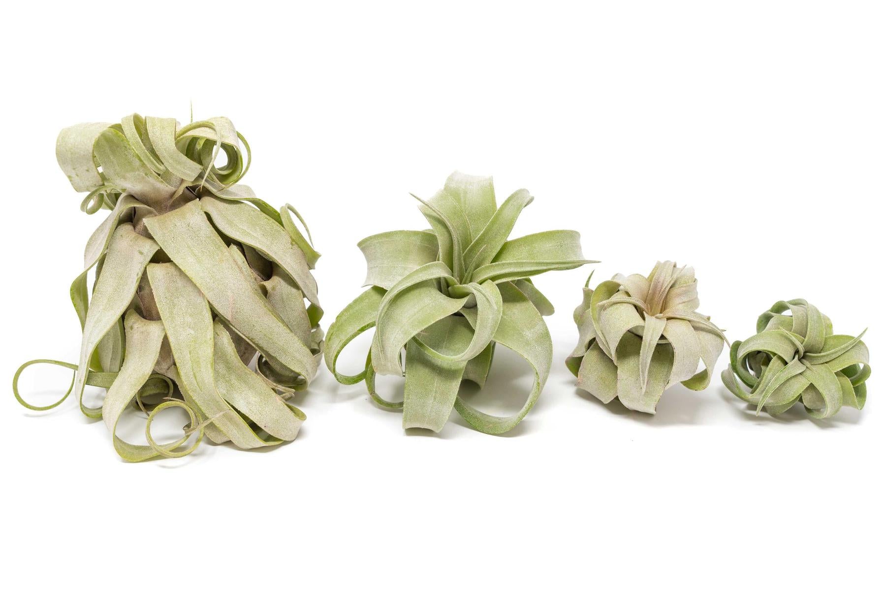 SALE - Tillandsia Streptophylla Air Plants - Set of 3 or 6 - 30% Off-airplant-The Succulent Source