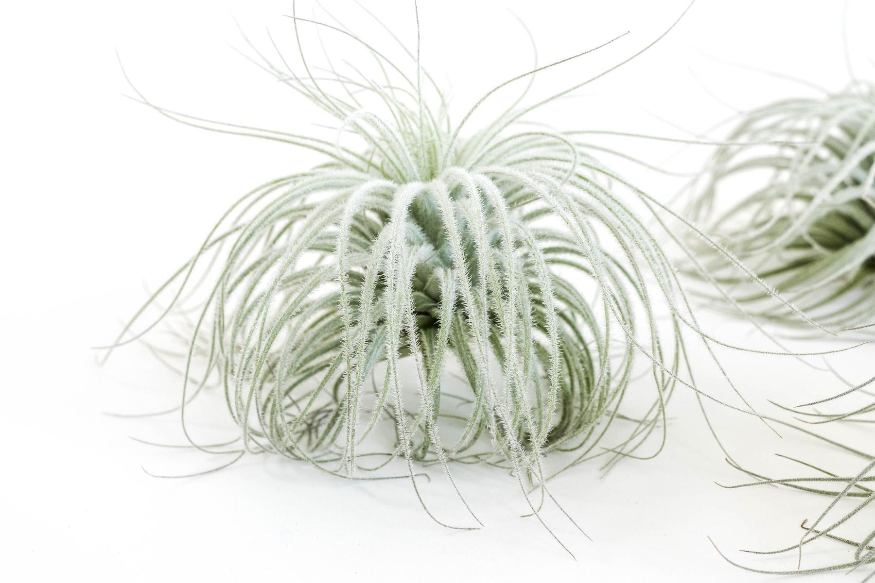 SALE - Tillandsia Tectorum Ecuador Air Plants - Set of 3, 6 or 9 - 25% Off-airplant-The Succulent Source
