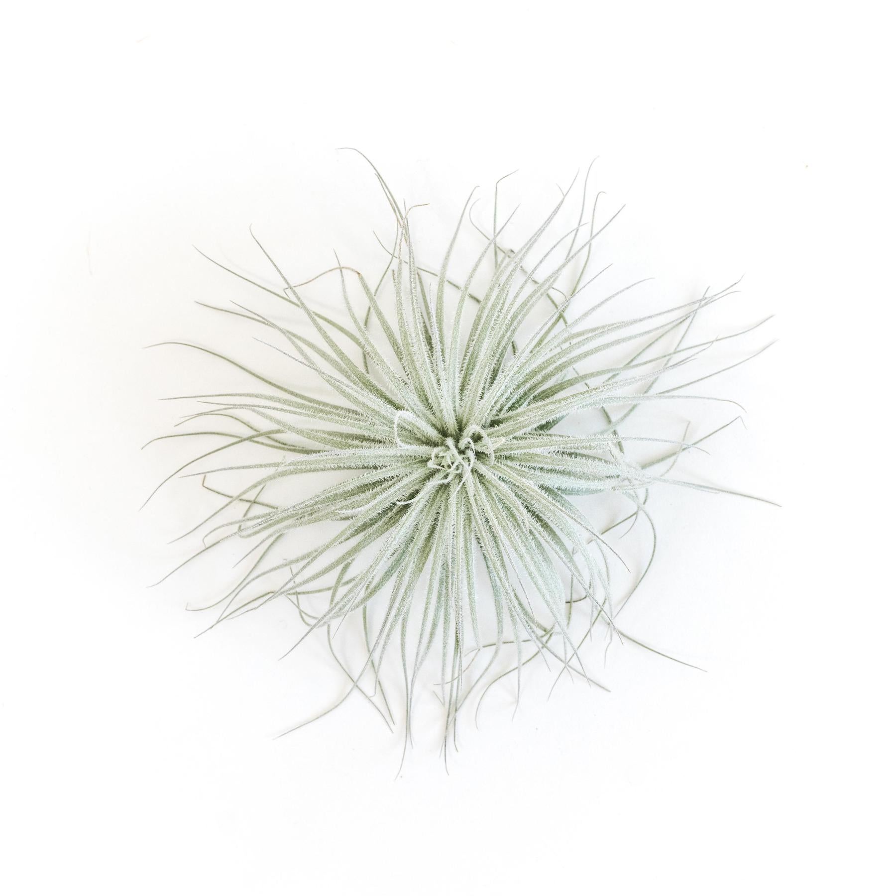 SALE - Tillandsia Tectorum Ecuador Air Plants - Set of 3, 6 or 9 - 25% Off-airplant-The Succulent Source