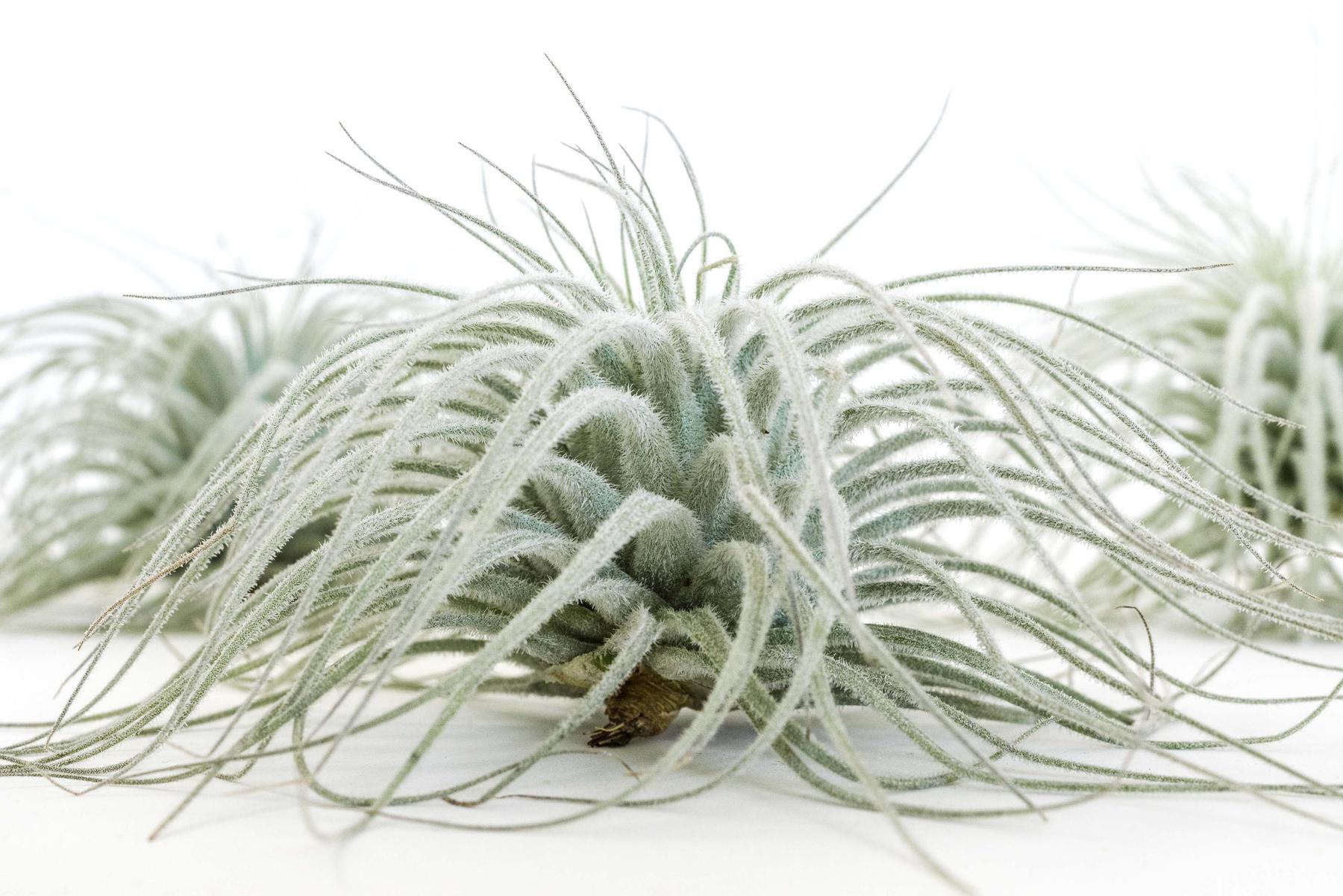 SALE - Tillandsia Tectorum Ecuador Air Plants - Set of 3, 6 or 9 - 25% Off-airplant-The Succulent Source