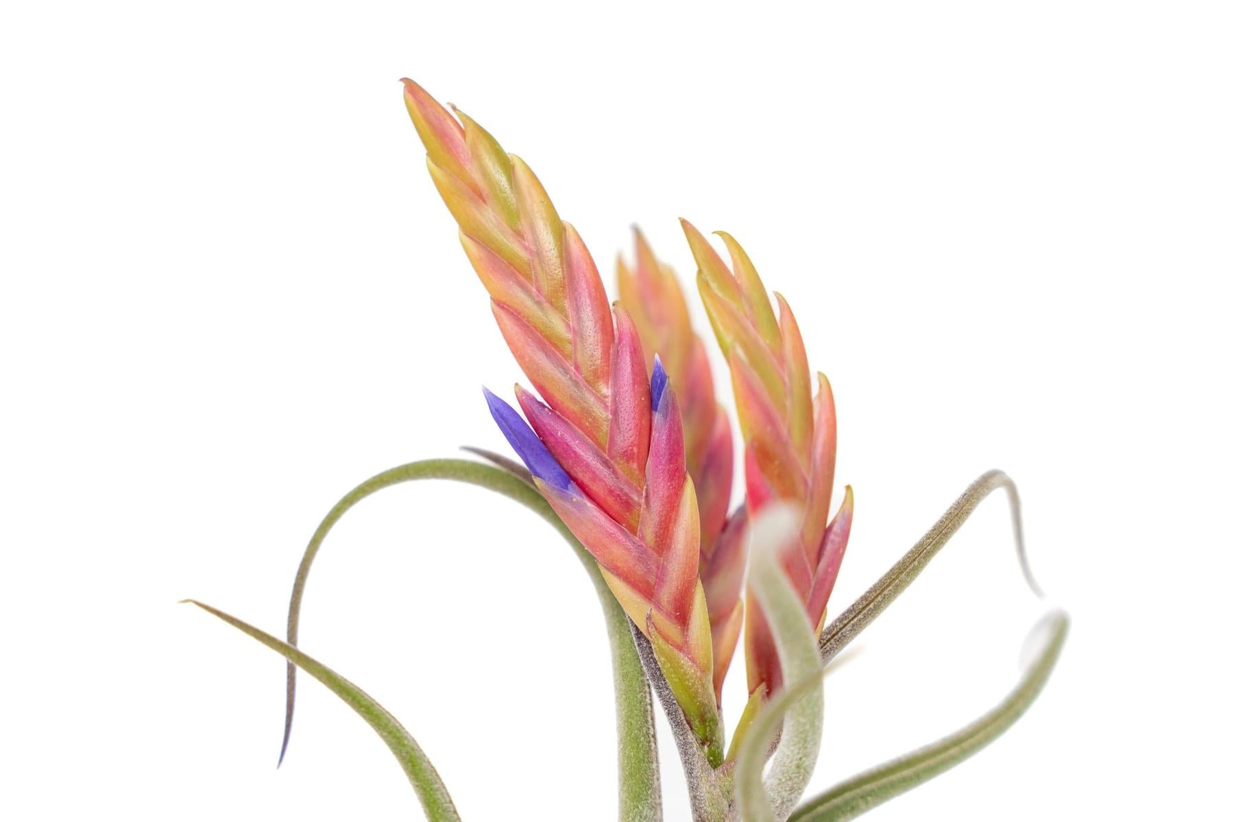 BLOOM SALE - XL Tillandsia Caput Medusae - Set of 5 or 10 Air Plants - 50% Off-airplant-The Succulent Source
