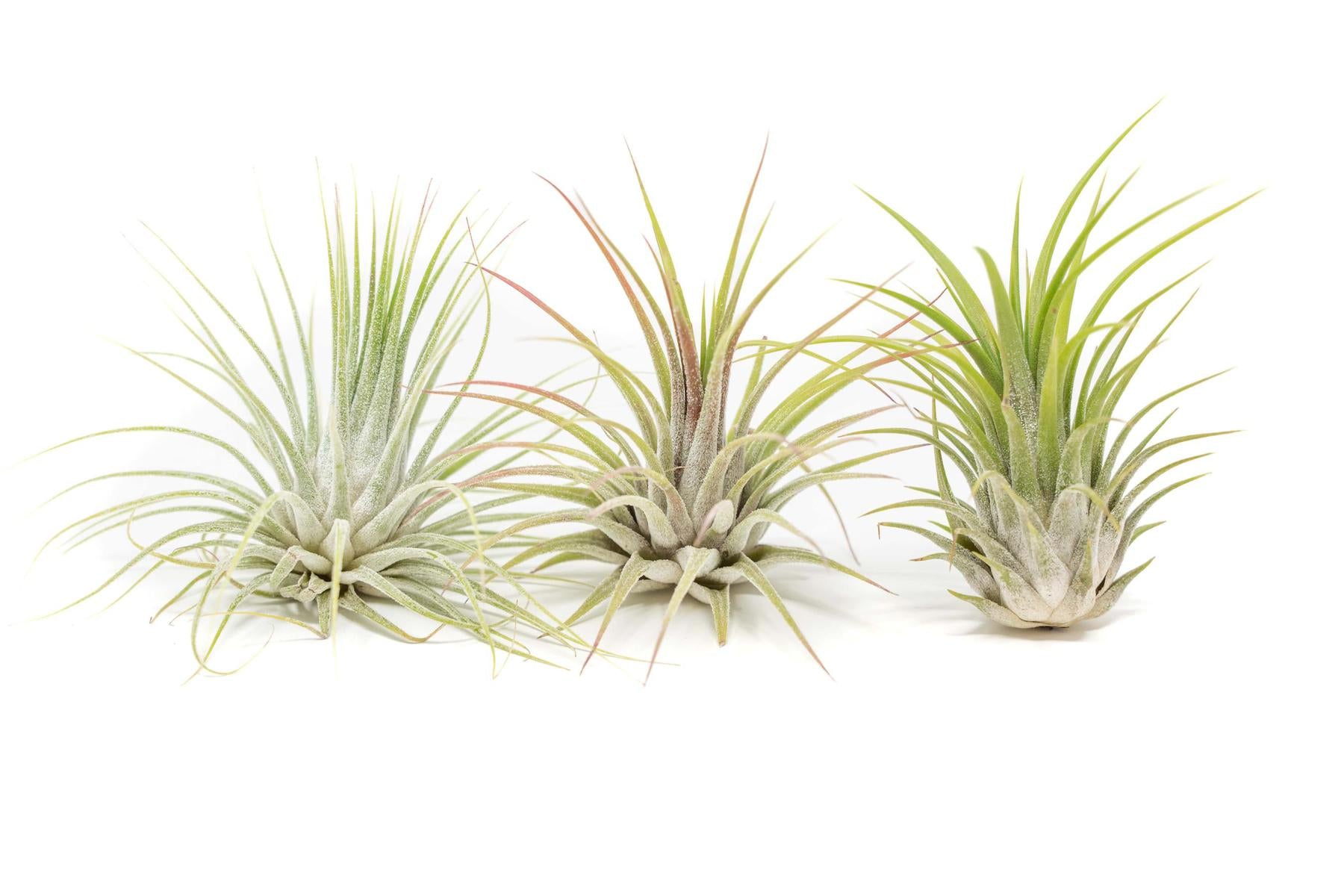 SALE - XL Tillandsia Ionantha Guatemala Air Plants - Set of 10 or 20 -