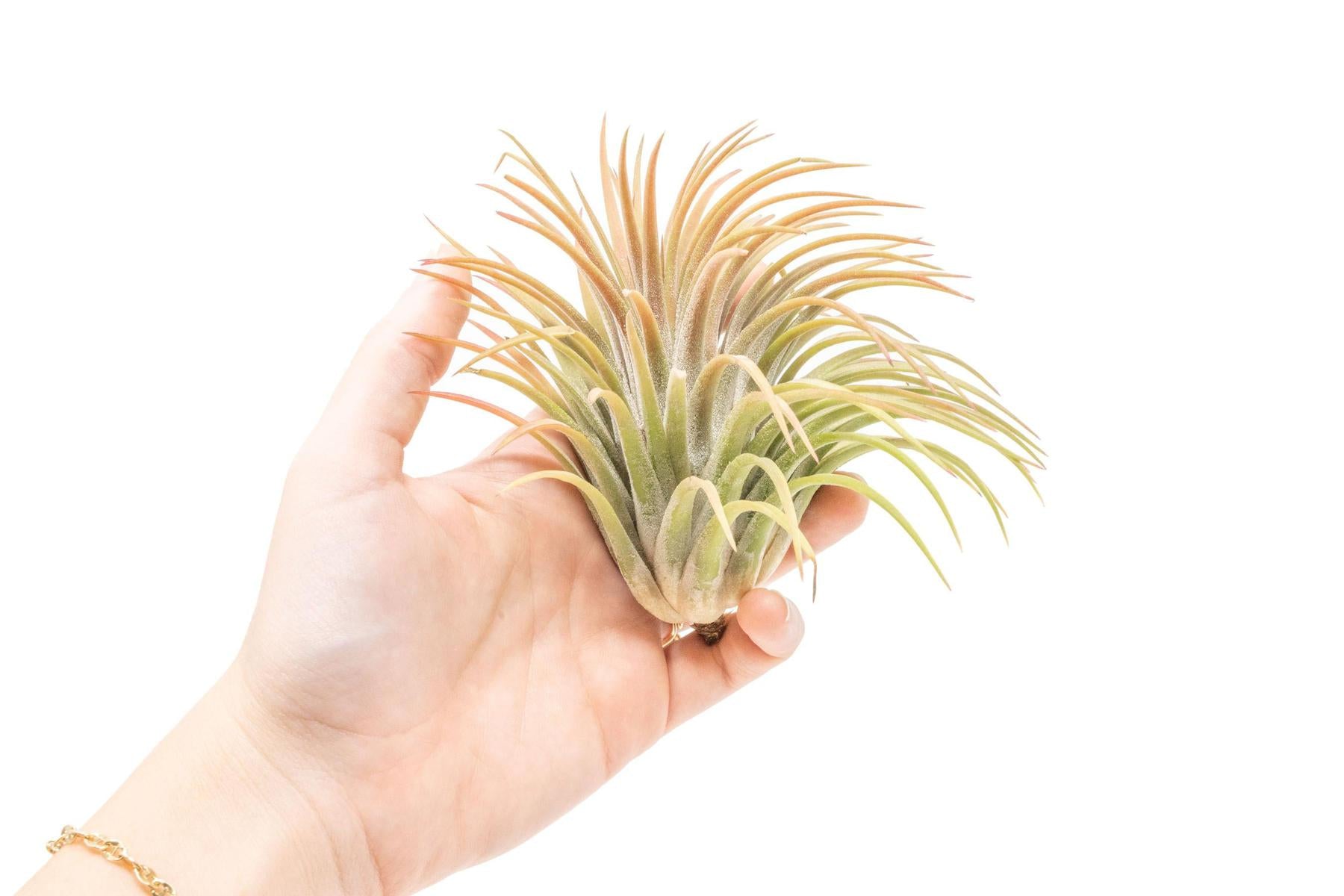 SALE - XL Tillandsia Ionantha Rubra Air Plants - Set of 10 or 20 - 40% Off-airplant-The Succulent Source
