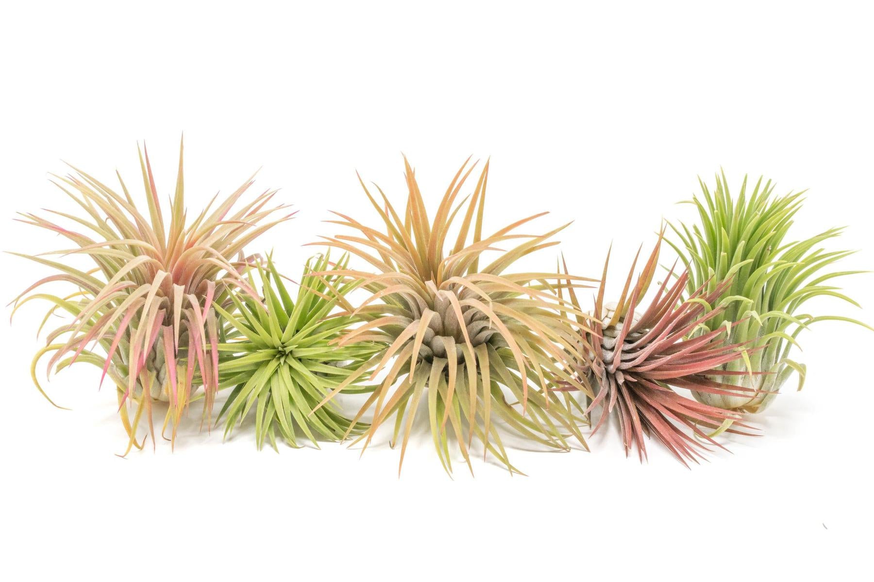 air plant set SALE - XL Tillandsia Ionantha Rubra Air Plants - Set of 10 or 20
