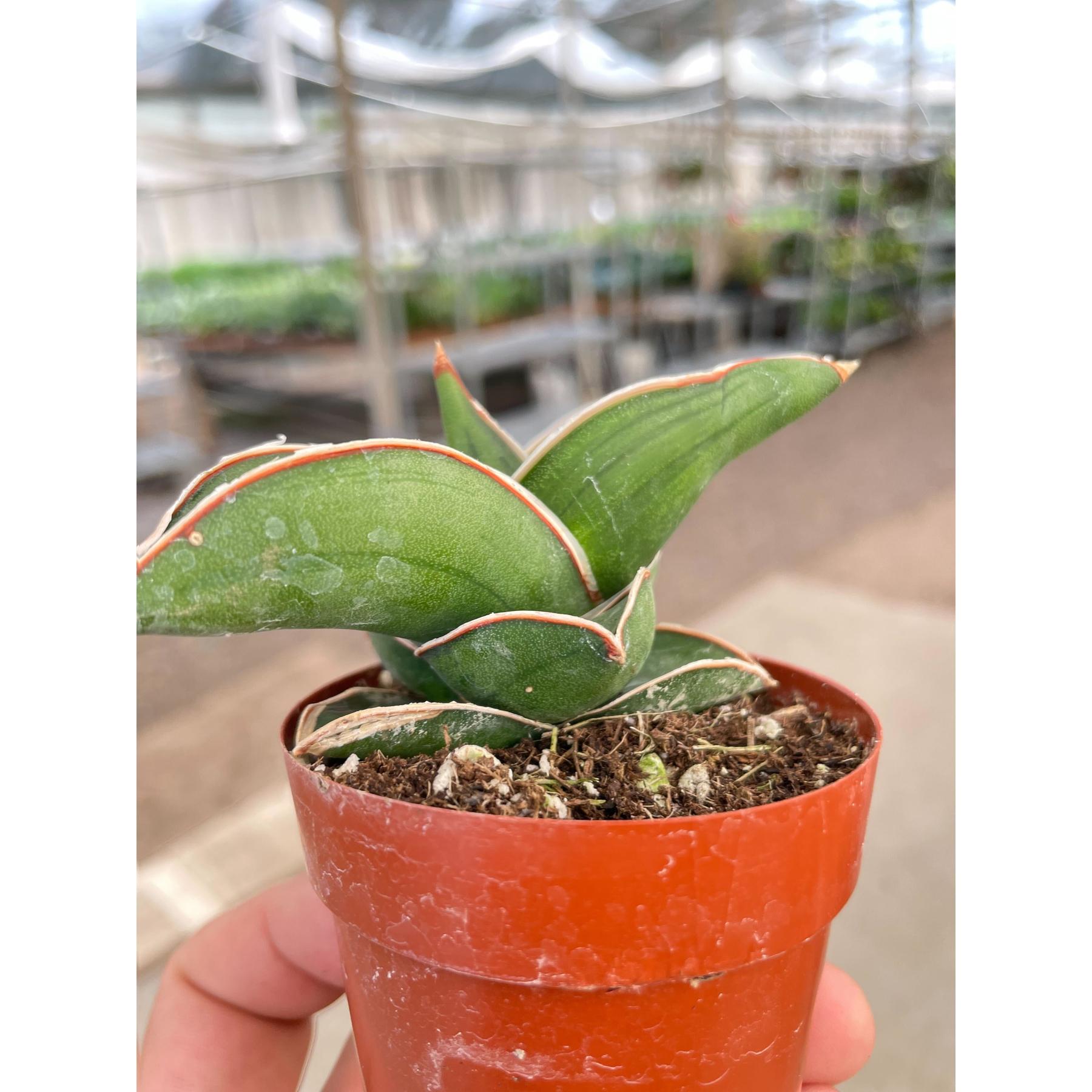 Sansevieria Samurai - 3" Pot-Indoor Plants-The Succulent Source