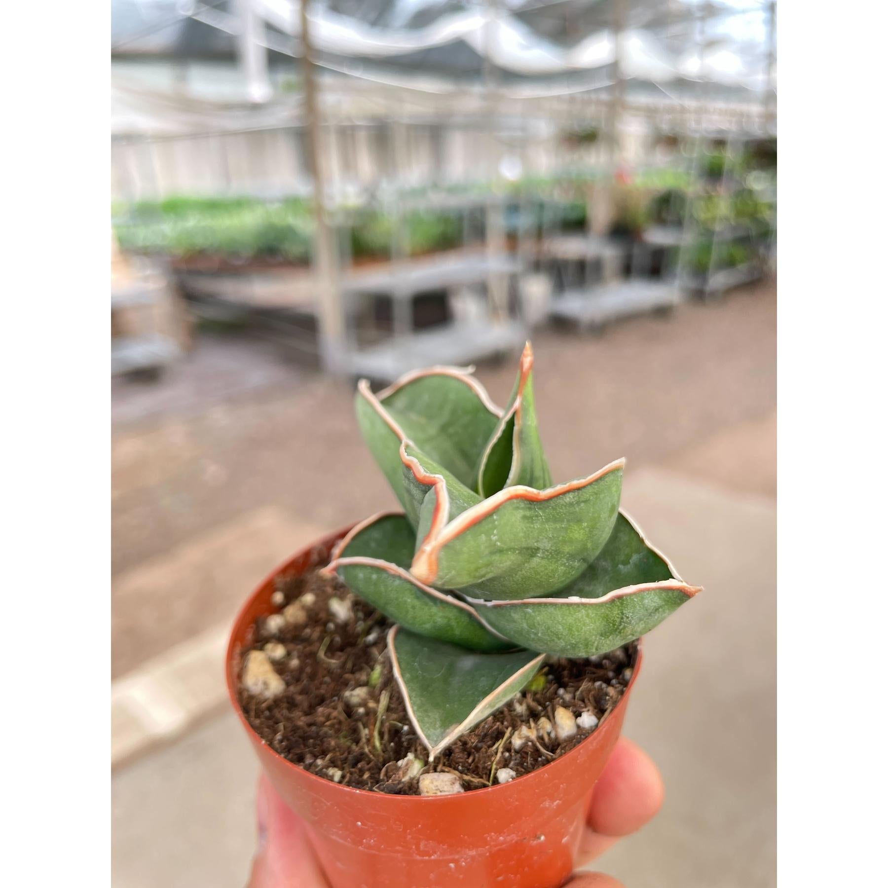 Sansevieria Samurai - 3" Pot-Indoor Plants-The Succulent Source