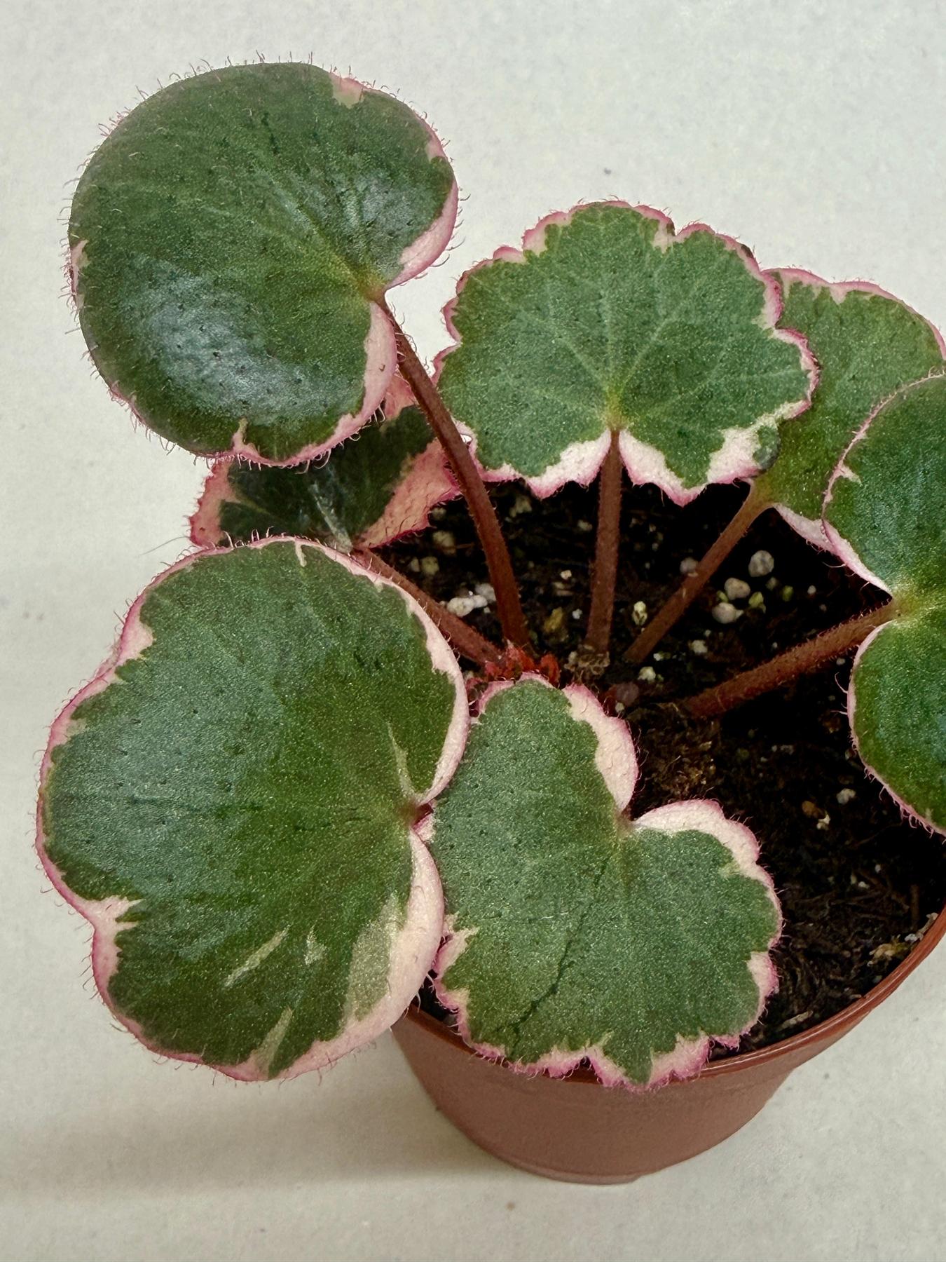 Saxifraga Tricolor-Succulent-The Succulent Source