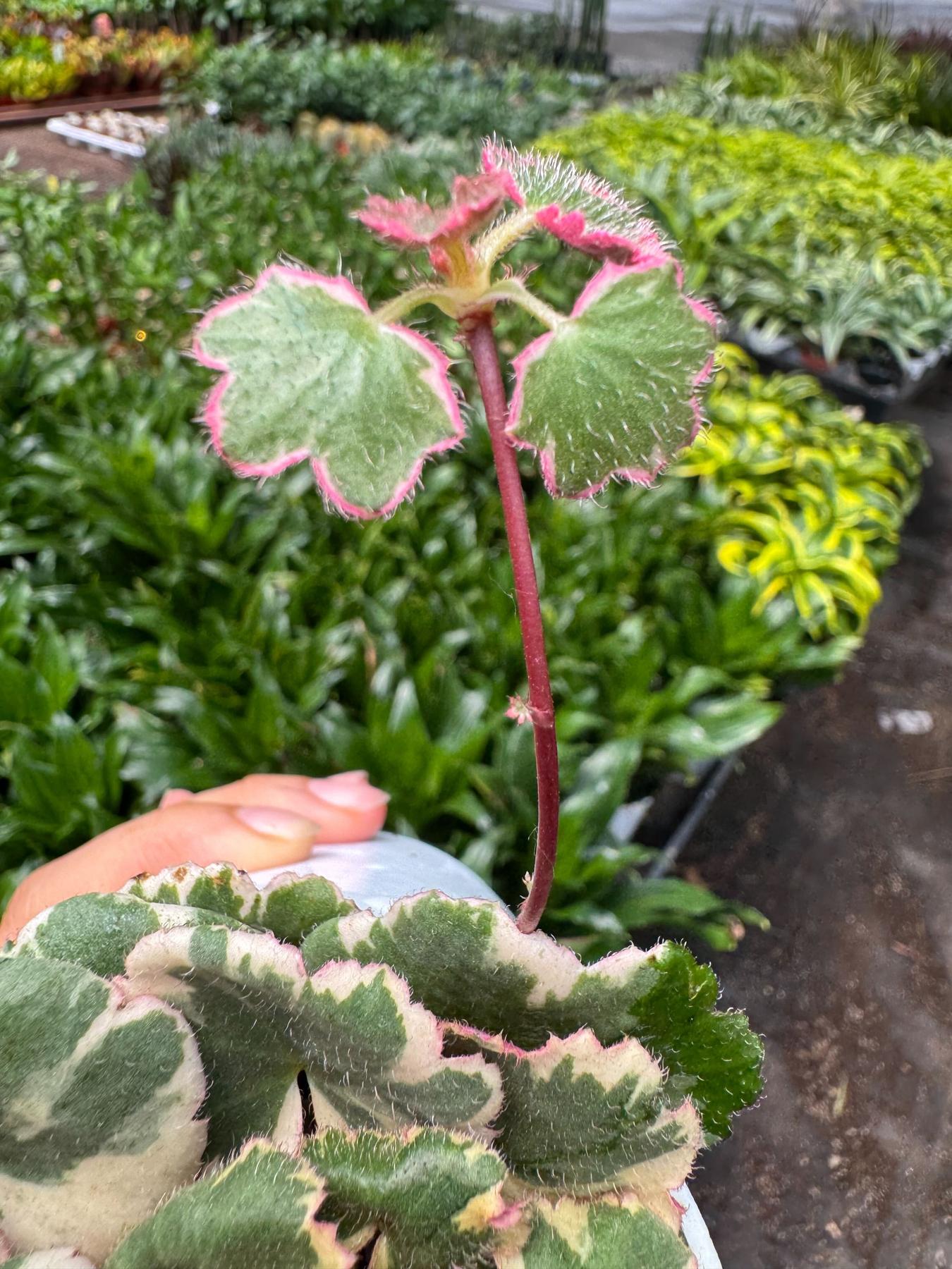 Saxifraga Tricolor-Succulent-The Succulent Source
