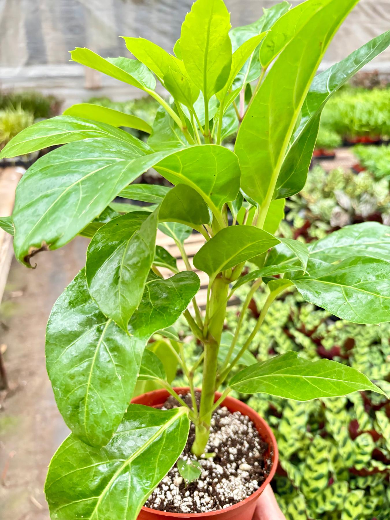 Schefflera Actinophylla-Default-The Succulent Source