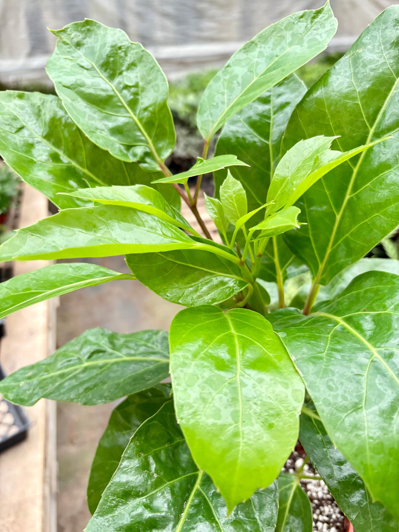 Schefflera Actinophylla-Default-The Succulent Source