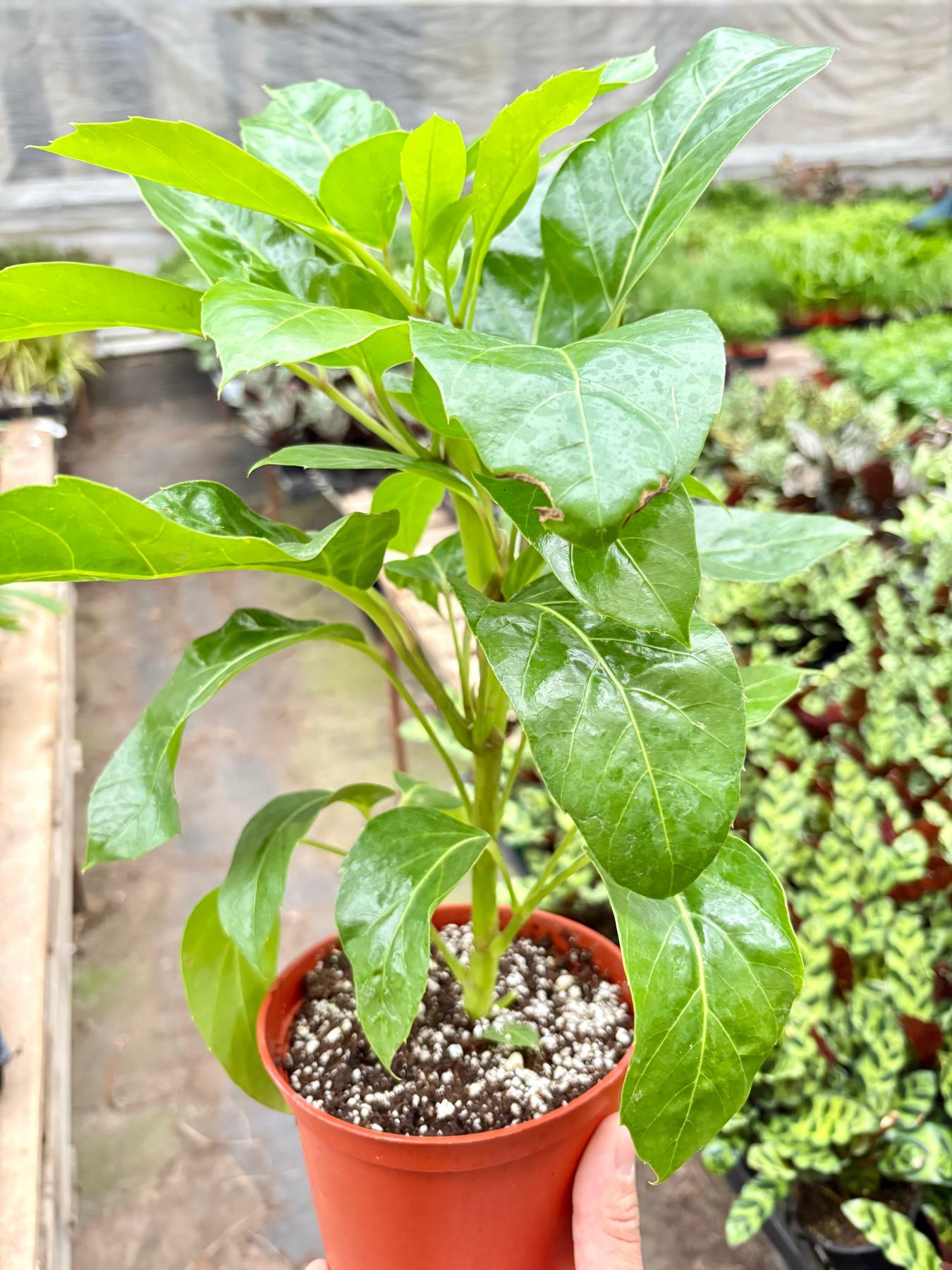 Schefflera Actinophylla-Default-The Succulent Source