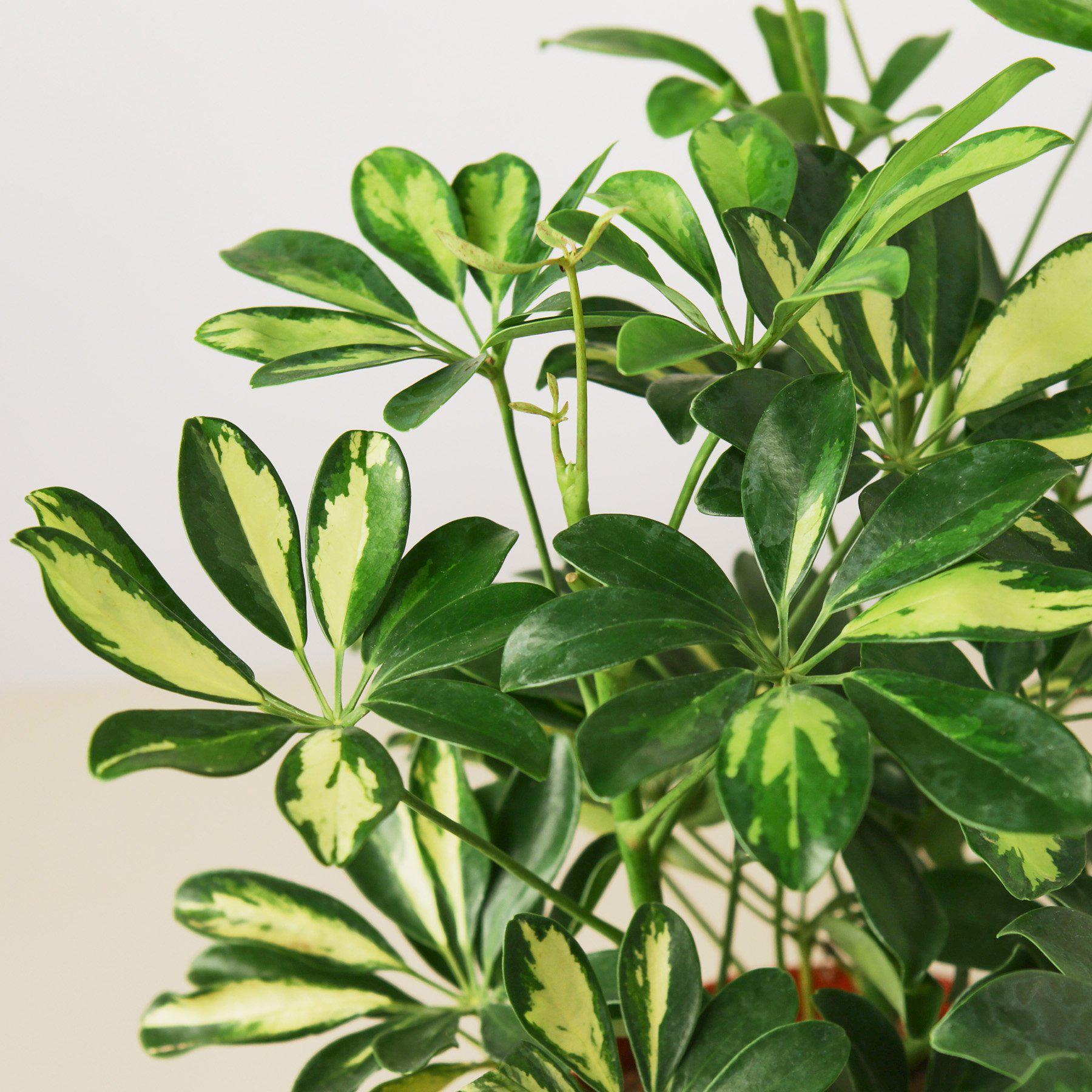 Schefflera 'Variegated'-Indoor Plants-The Succulent Source