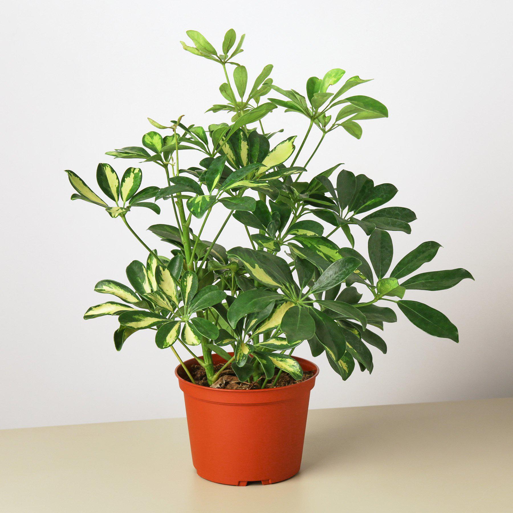 Schefflera 'Variegated'-Indoor Plants-The Succulent Source