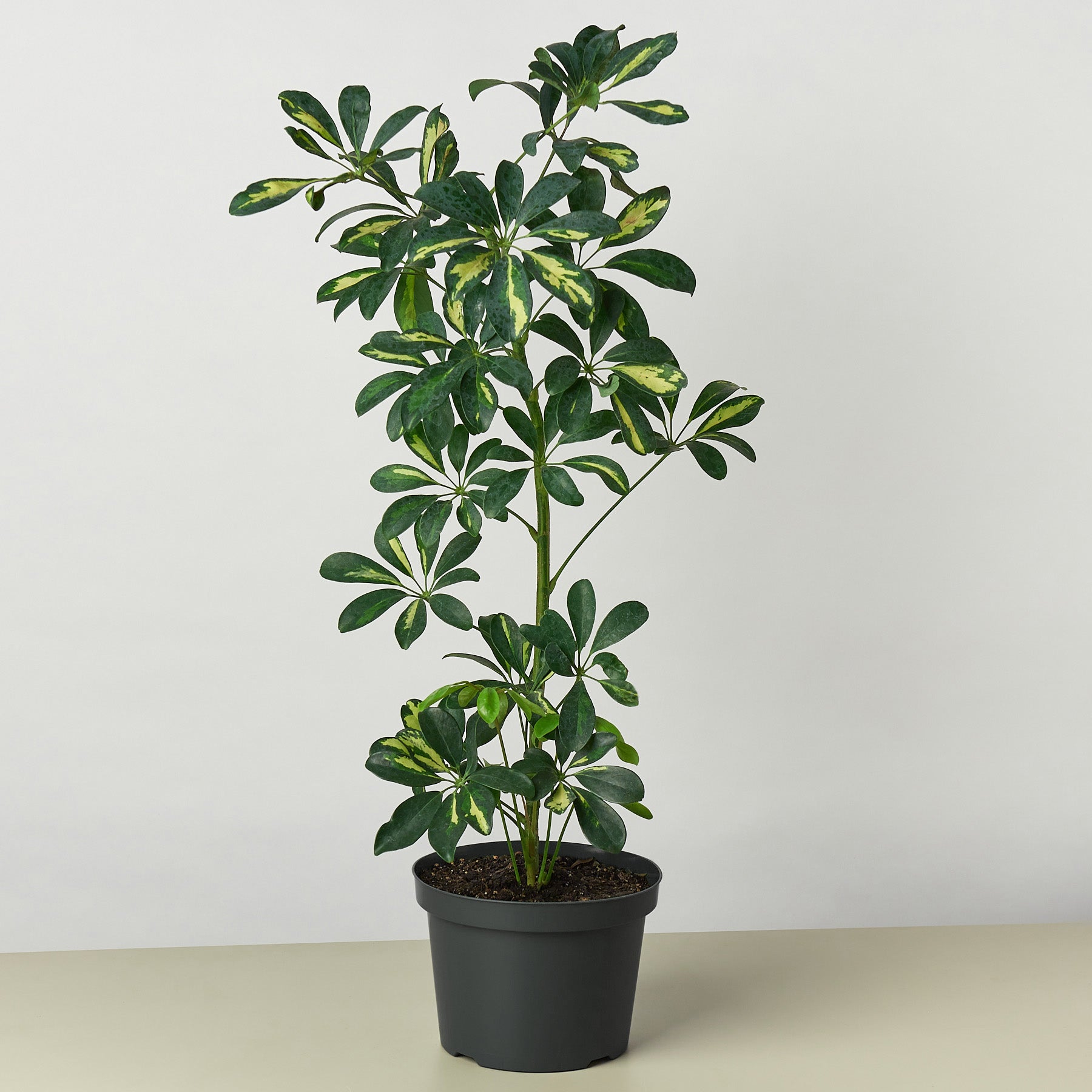 Schefflera 'Variegated'-Indoor Plants-The Succulent Source