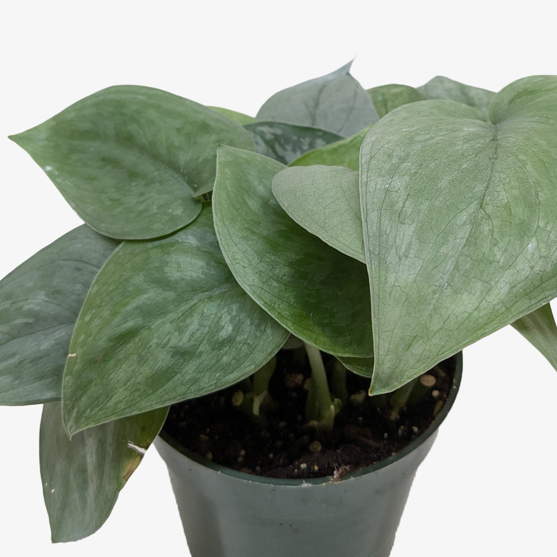 Scindapsus Platinum Java-Indoor Plants-The Succulent Source