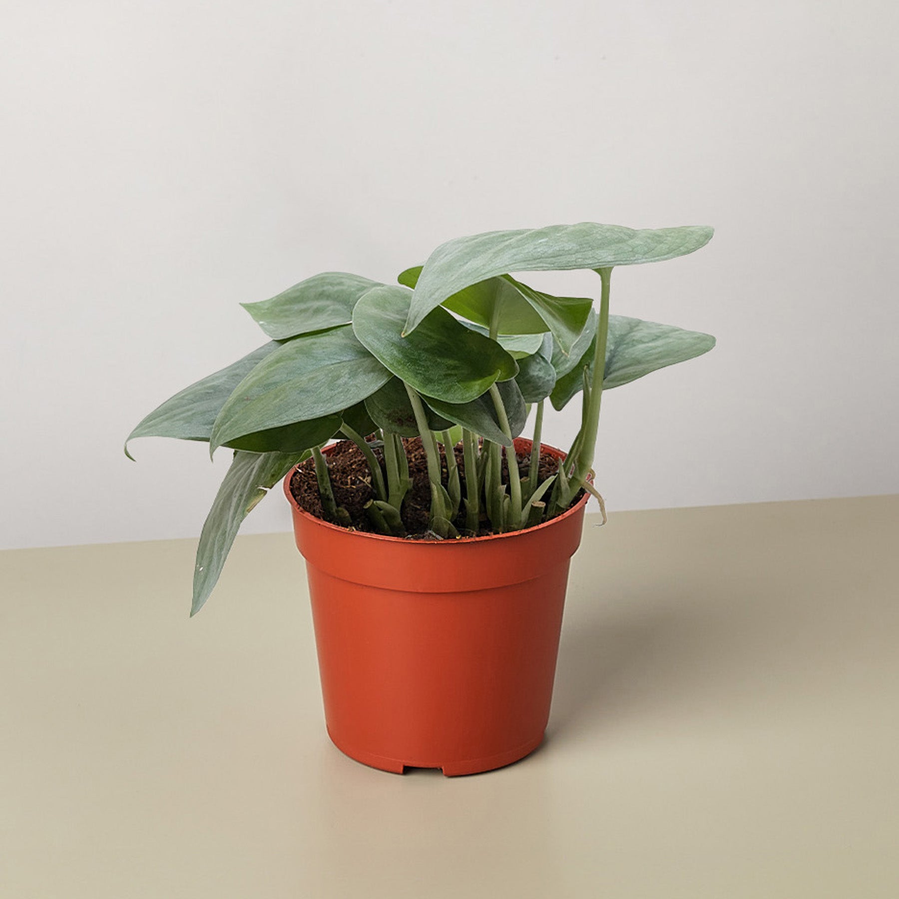 Scindapsus Platinum Java-Indoor Plants-The Succulent Source