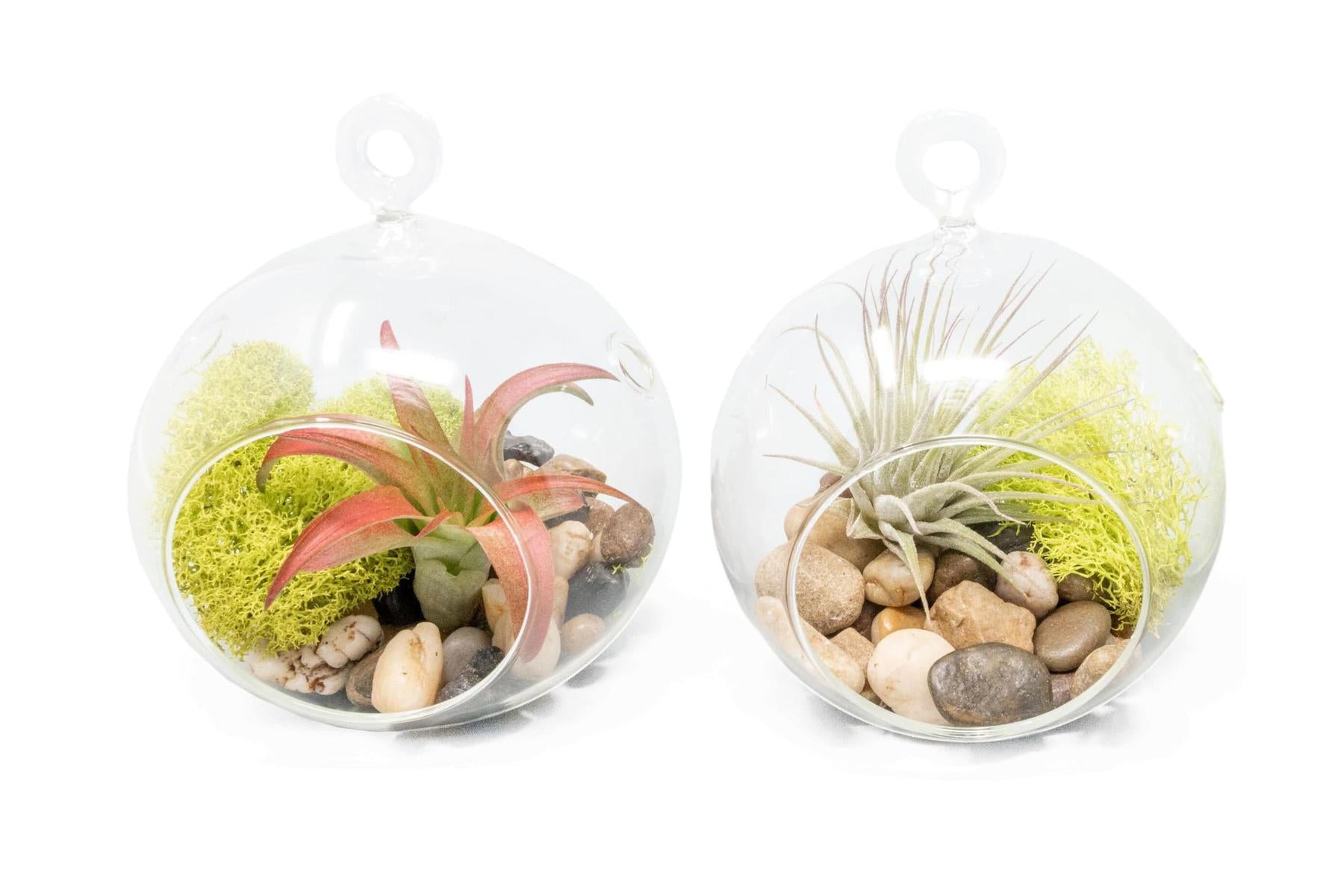 air plants hanging glass containers Set of 2 Stunning Hanging Glass Terrariums with Flat Bottoms