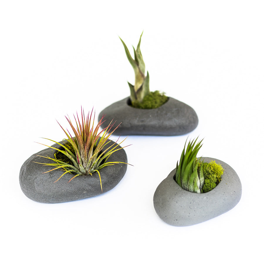 Sets of 3, 6 or 9 Gray Ceramic Stone Air Plant Holders with Assorted Tillandsia Air Plants-terrarium-The Succulent Source