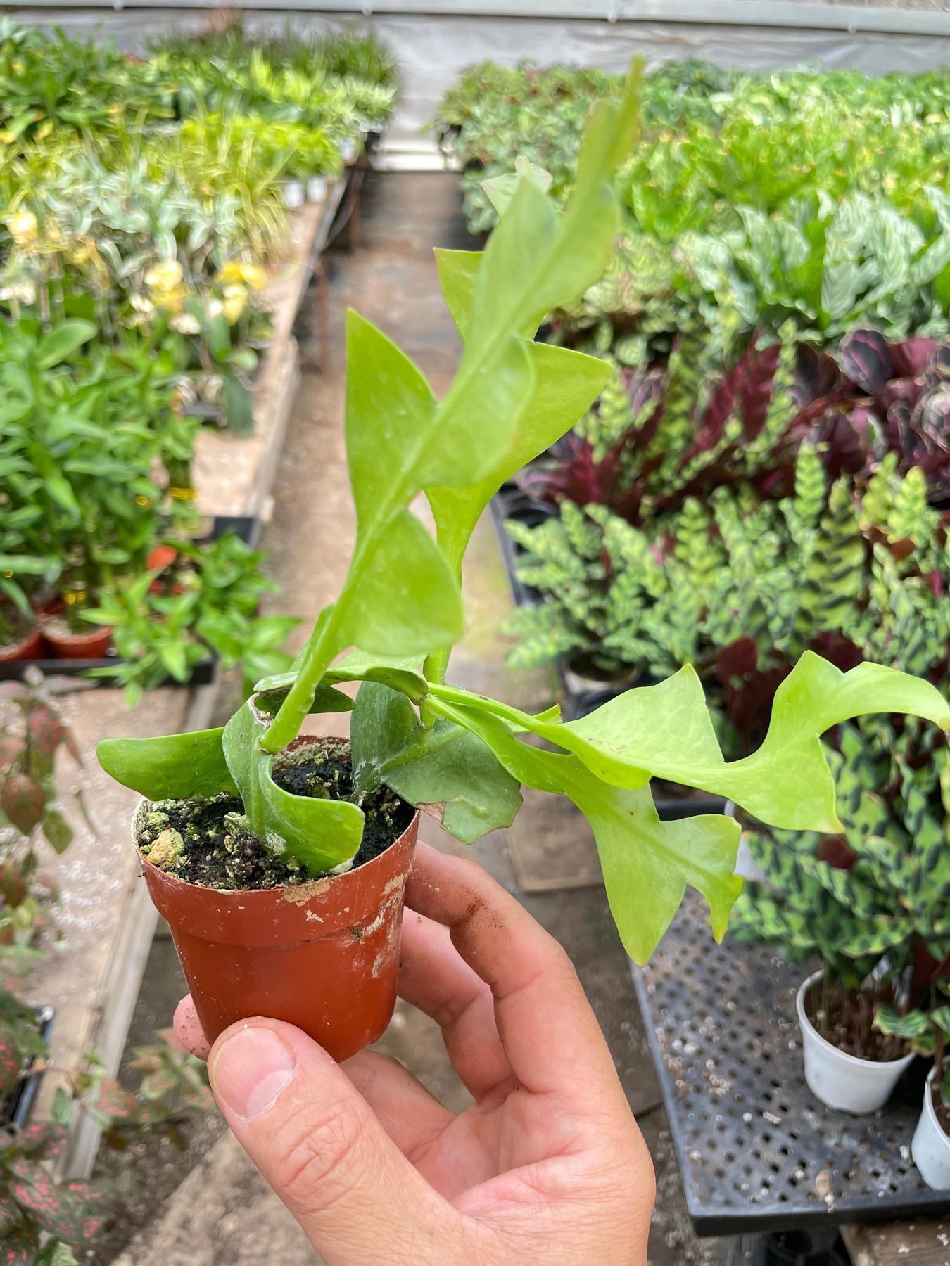 Shark Tooth Orchid Cactus-Indoor Plants-The Succulent Source
