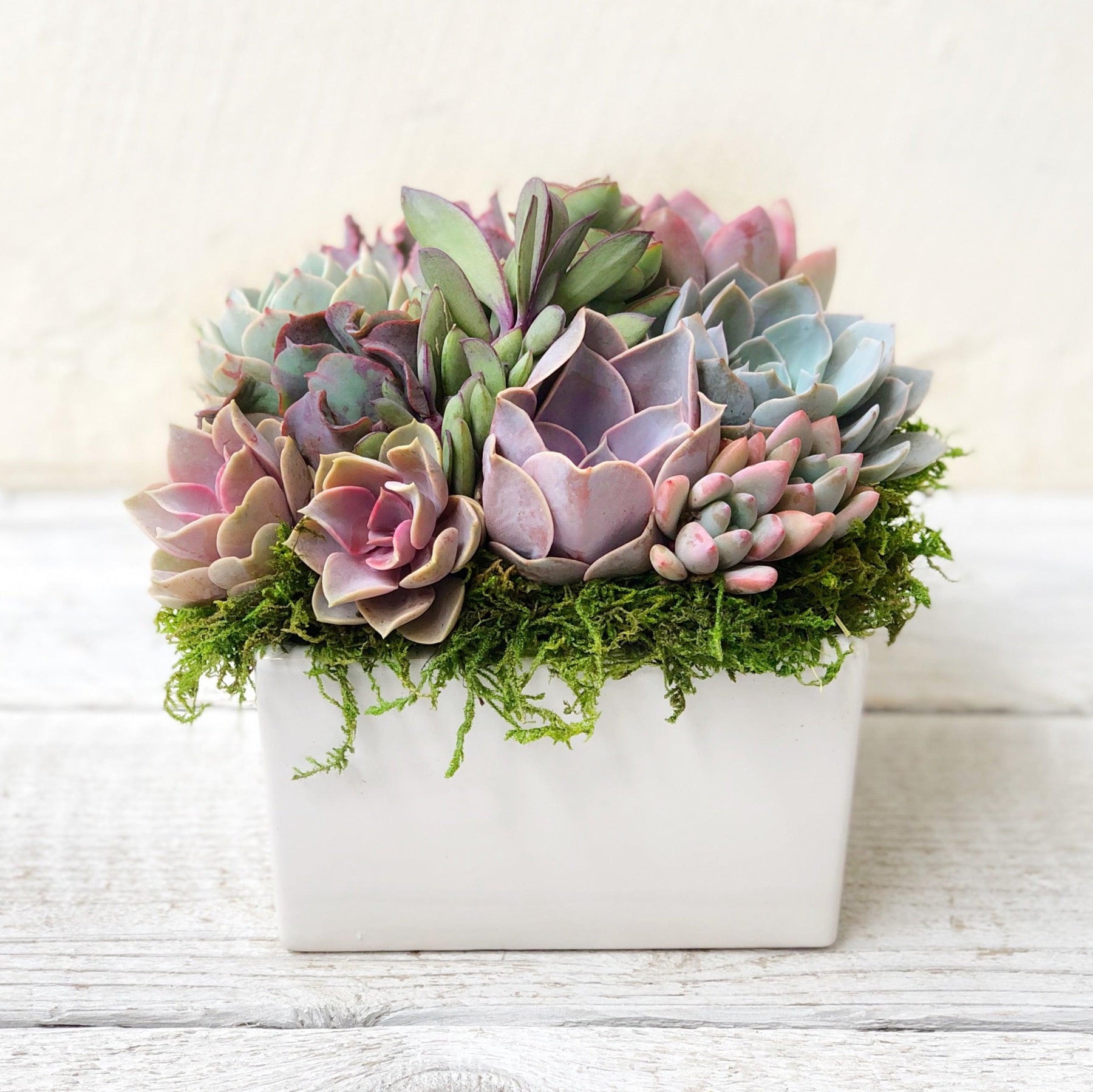 the gloss succulent Succulent Arrangement