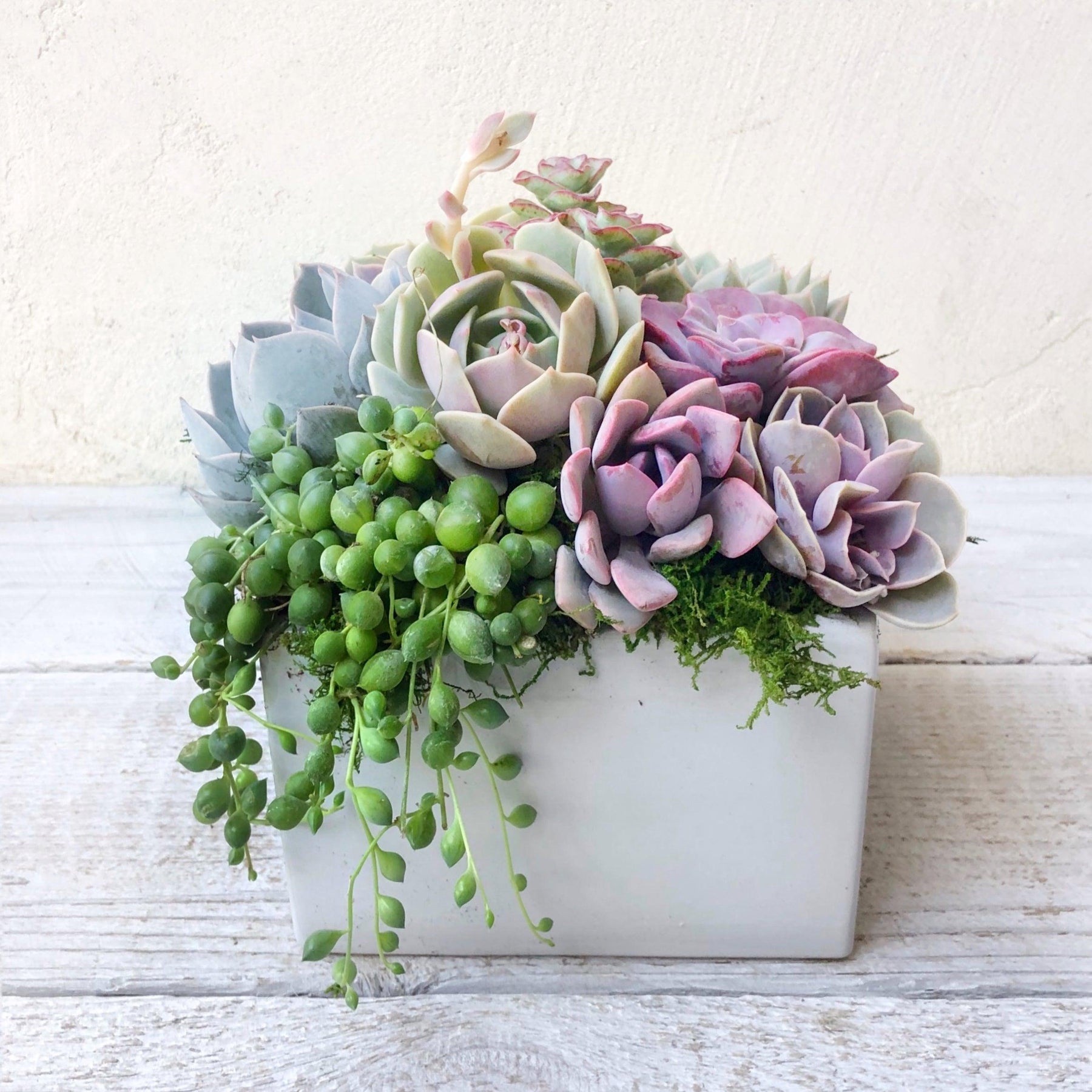 square succulent pots Succulent Arrangement