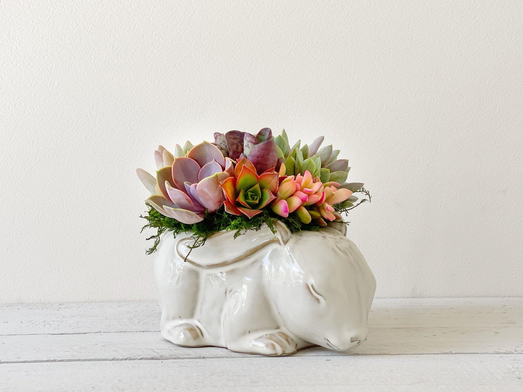 bunny succulent near me Succulent Arrangement