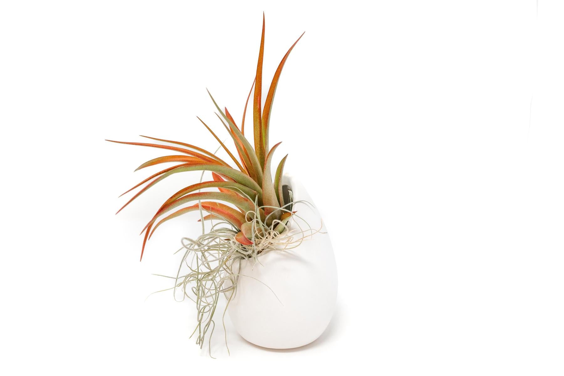 Small Ivory Ceramic Vase with Tillandsia Red Abdita and Spanish Moss-terrarium-The Succulent Source
