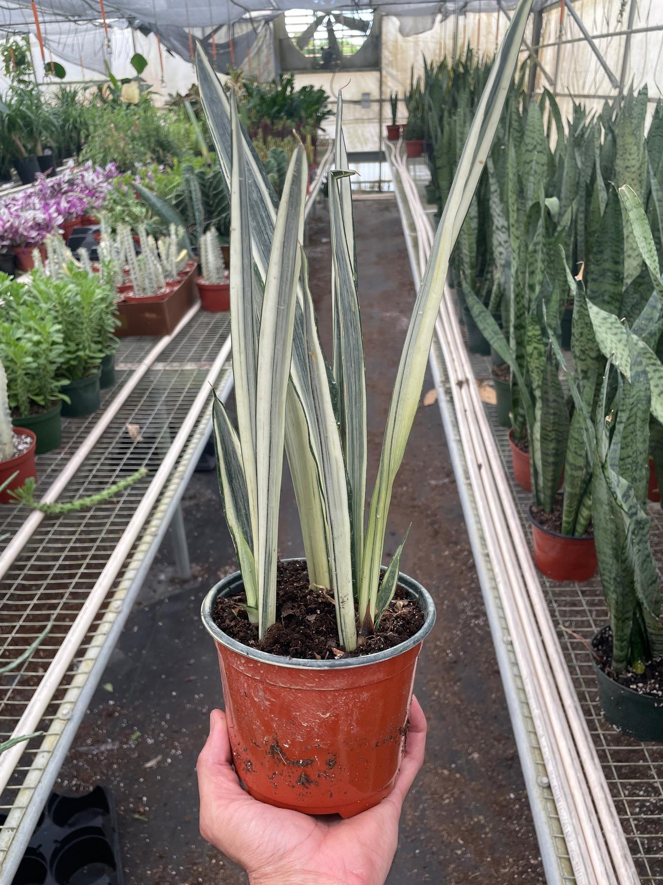 Snake 'Bantel's Sensation'-Indoor Plants-The Succulent Source