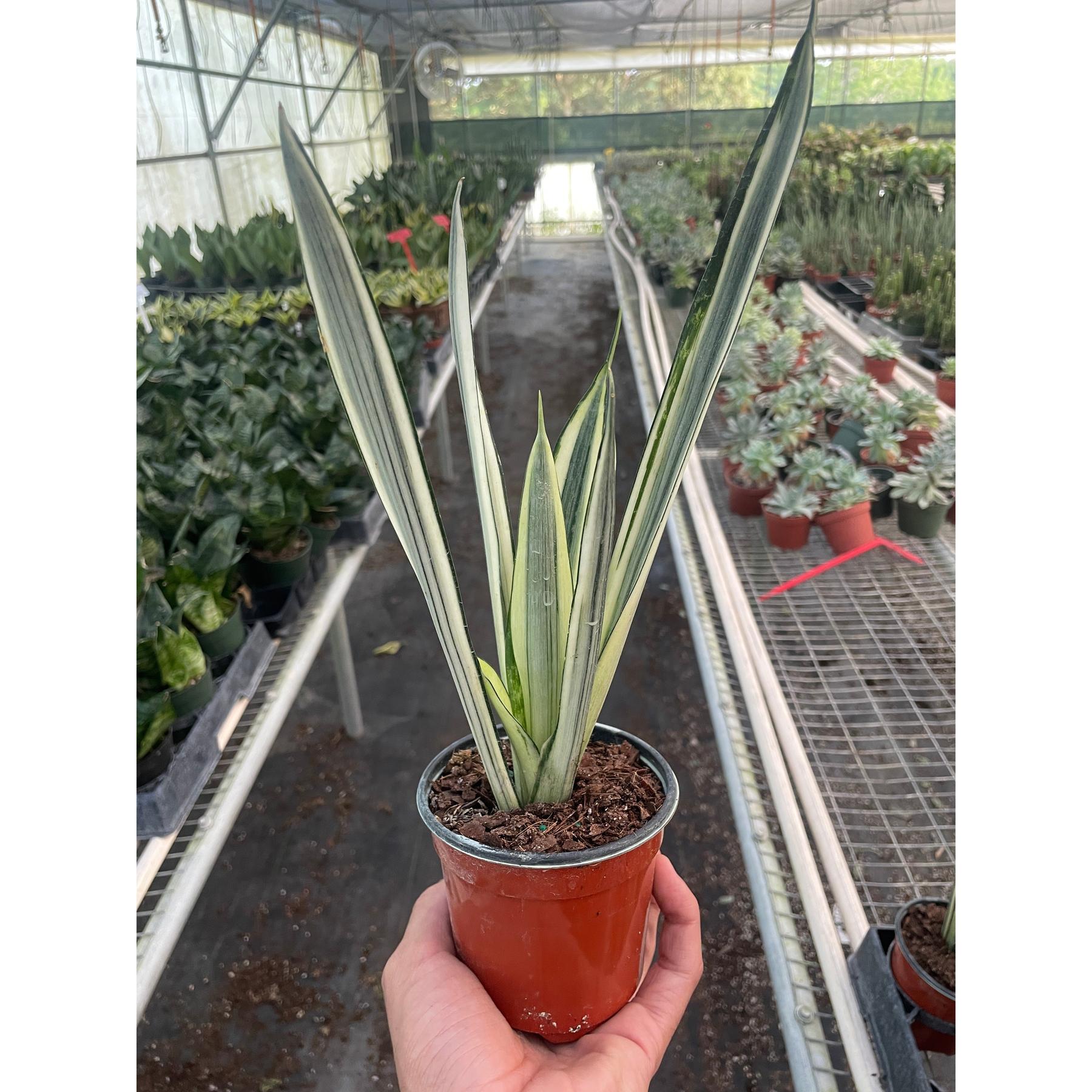 Snake 'Bantel's Sensation'-Indoor Plants-The Succulent Source
